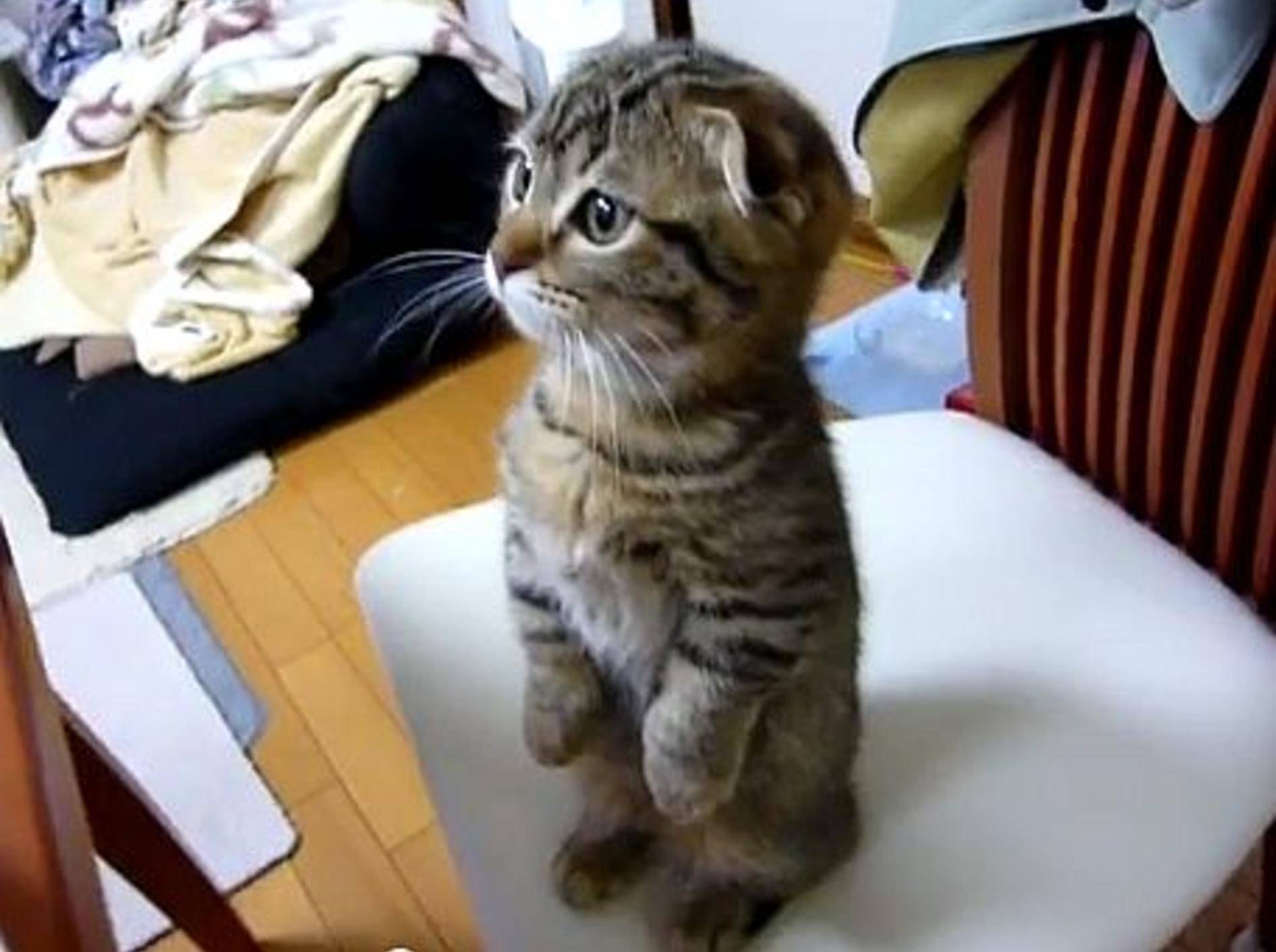 Süße Katze hätte so so gerne was vom Tisch – Bild: Youtube / tansokunyan
