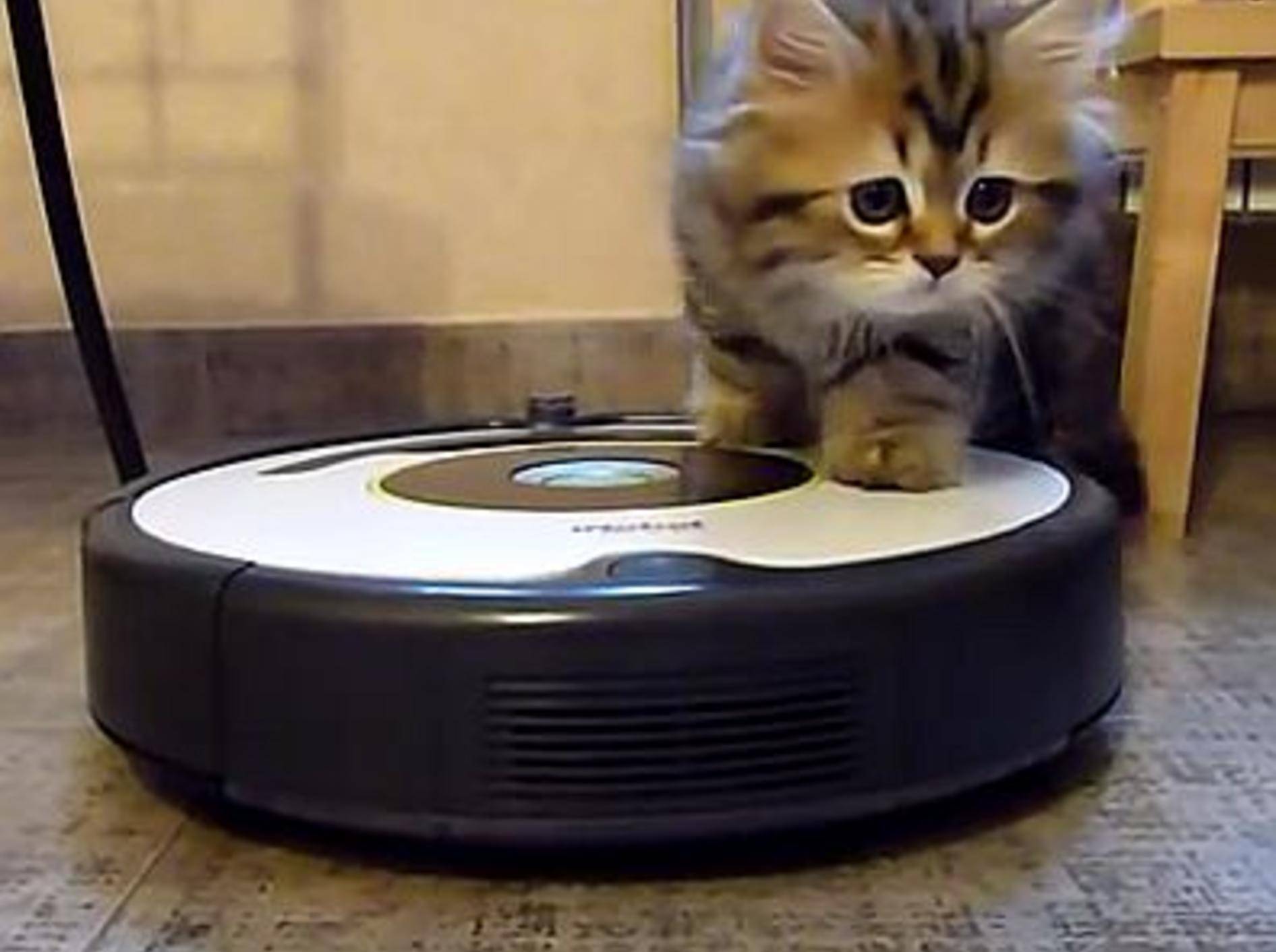 Katzenputz-Kommando fährt eine Runde Roomba – Bild: Youtube / Funnycatsandnicefish