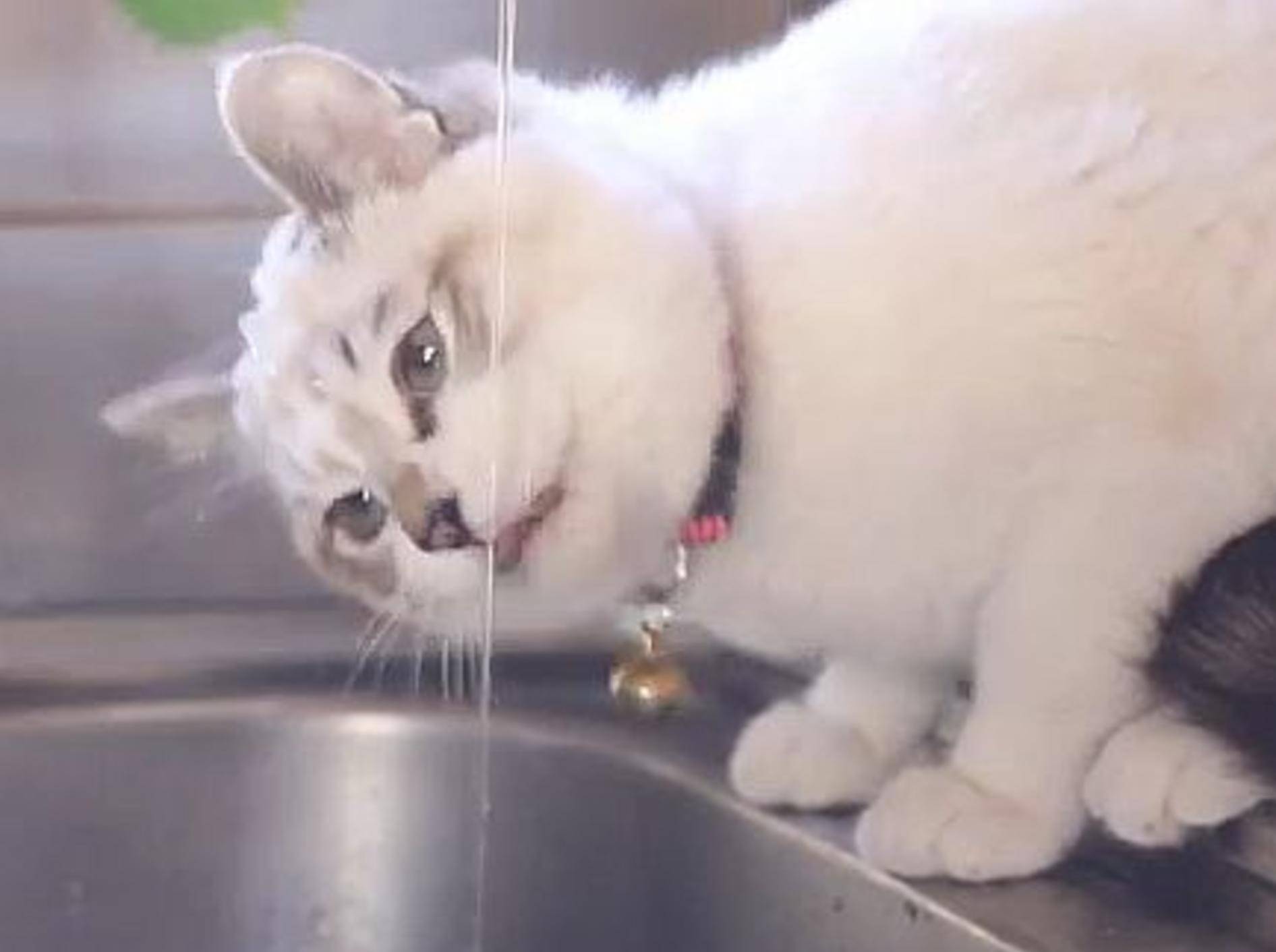 Flauschige Katze untersucht einen Wasserhahn – Bild: Youtube / shironekoshiro