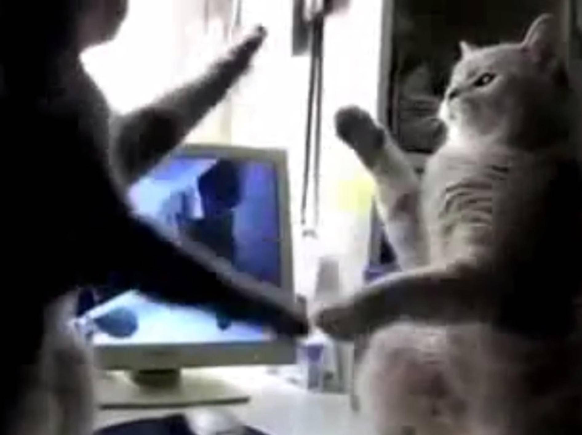 Süße Katzen beim Spielen synchronisiert – Bild: Youtube / MrFun Funblog