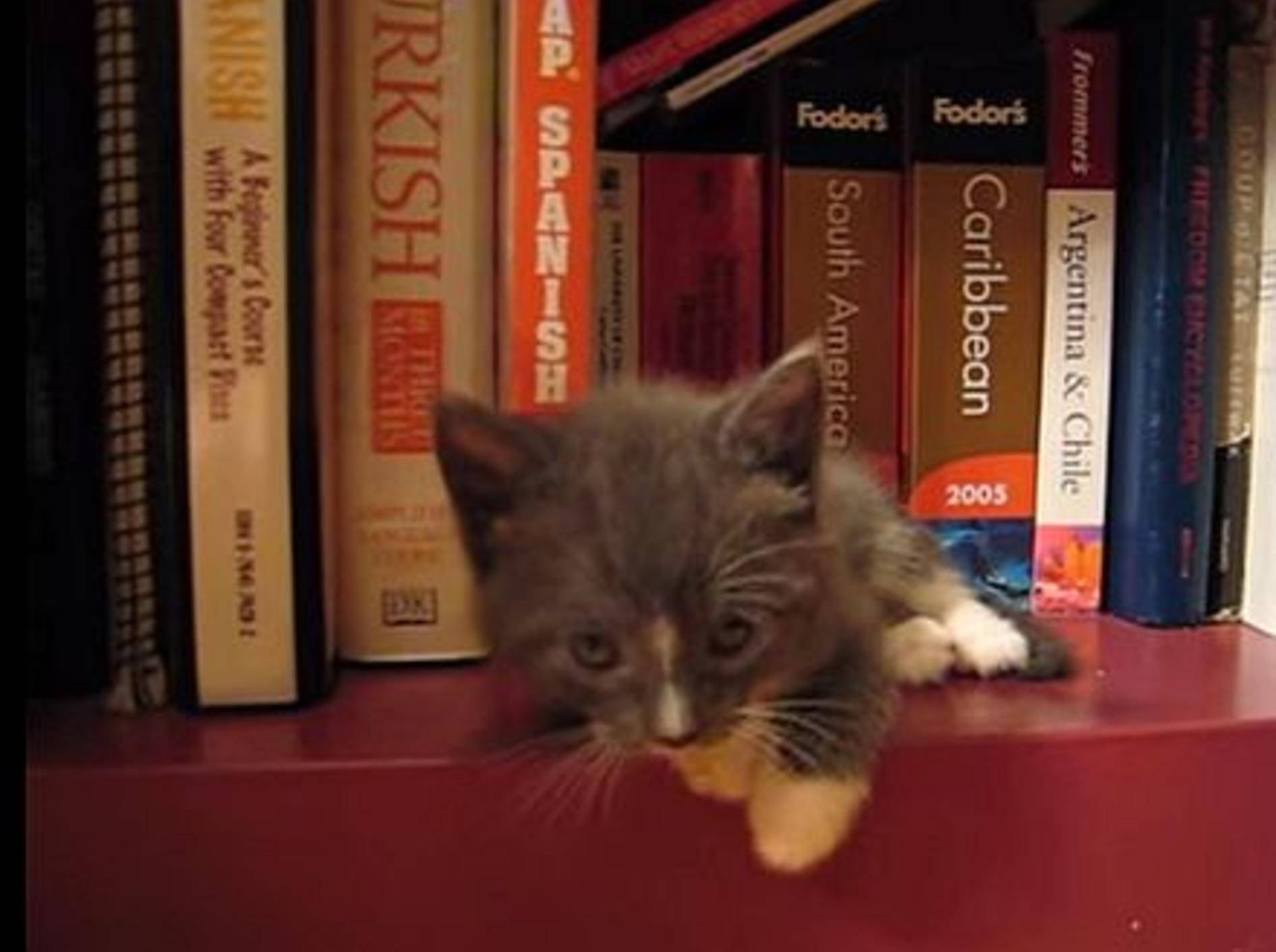 Babykatze Waldo macht ein Nickerchen im Regal – Bild: Youtube / sm14x50
