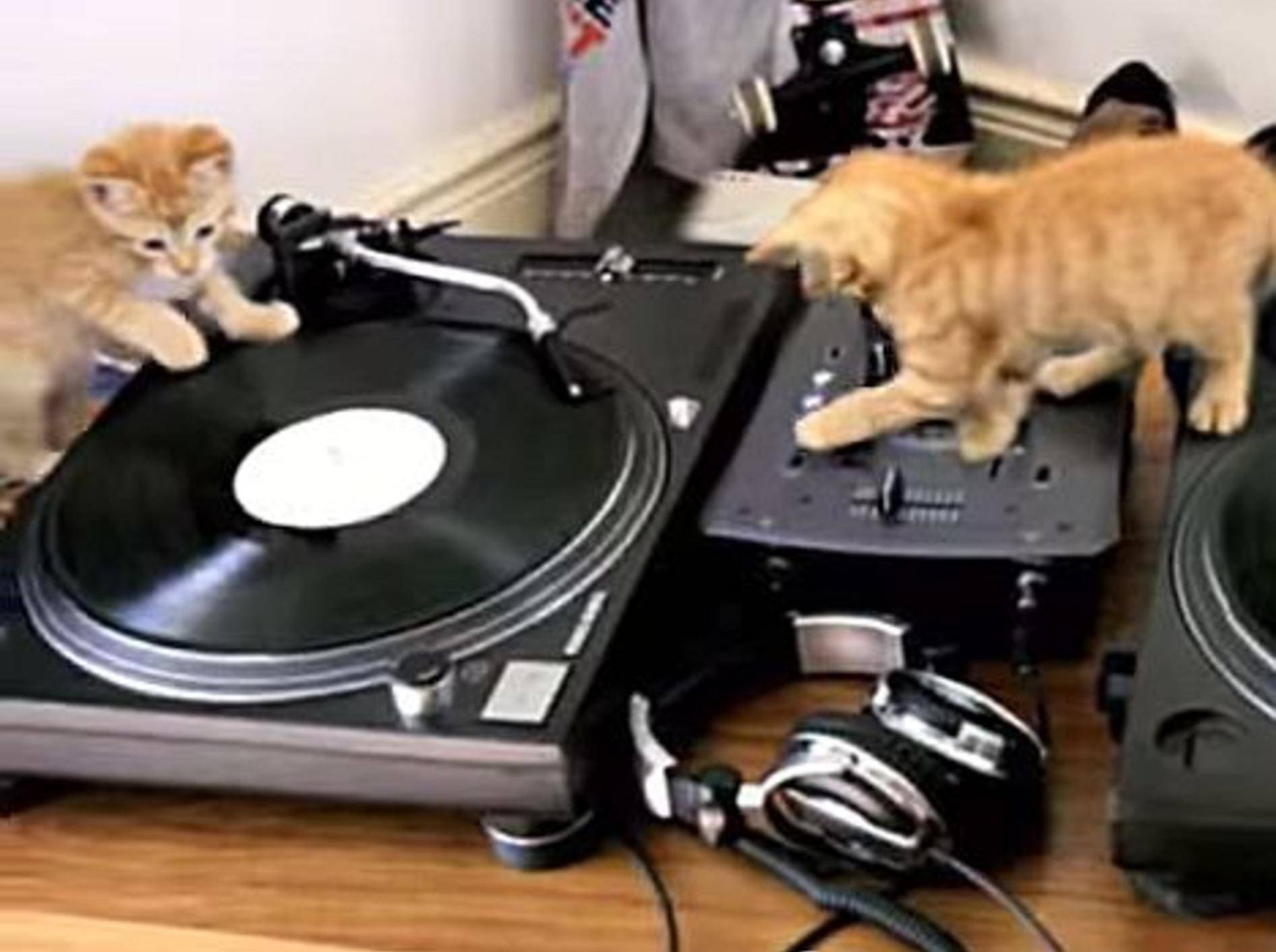 Süße Katzengang am DJ-Pult – Bild: Youtube / larsen161