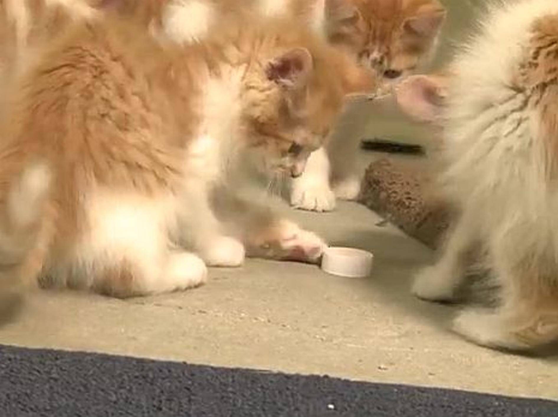 Kleines Flaschendeckel-Duell unter Katzen – Bild: Youtube / The Pet Collective