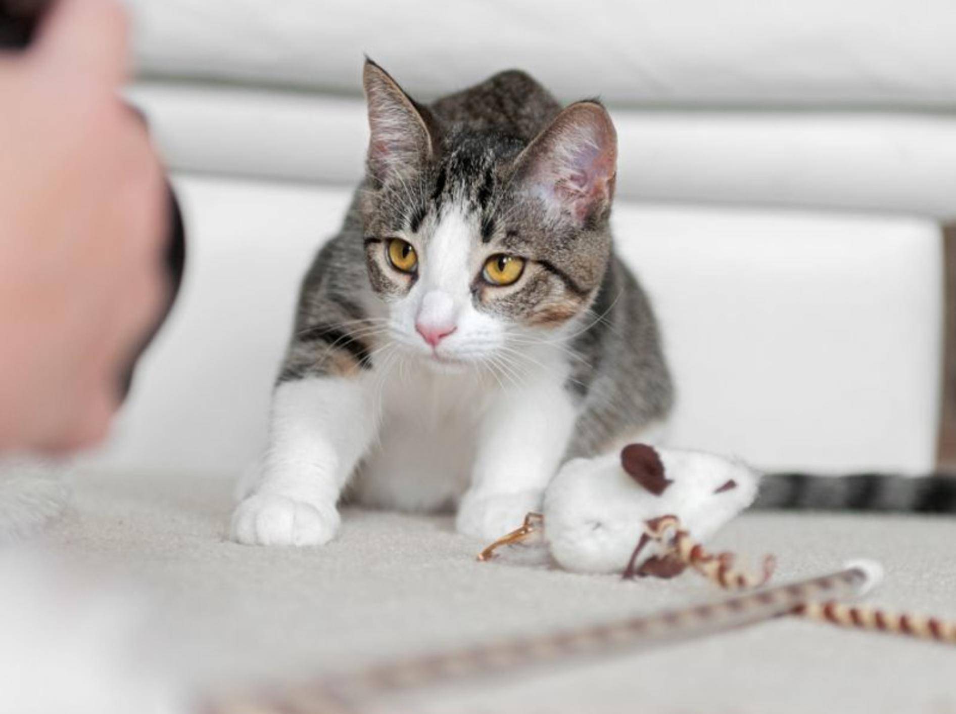 Inkonsequenz und zu viel Härte sind häufige Fehler in der Katzenerziehung – Bild: Shutterstock / Geoffrey-Kuchera