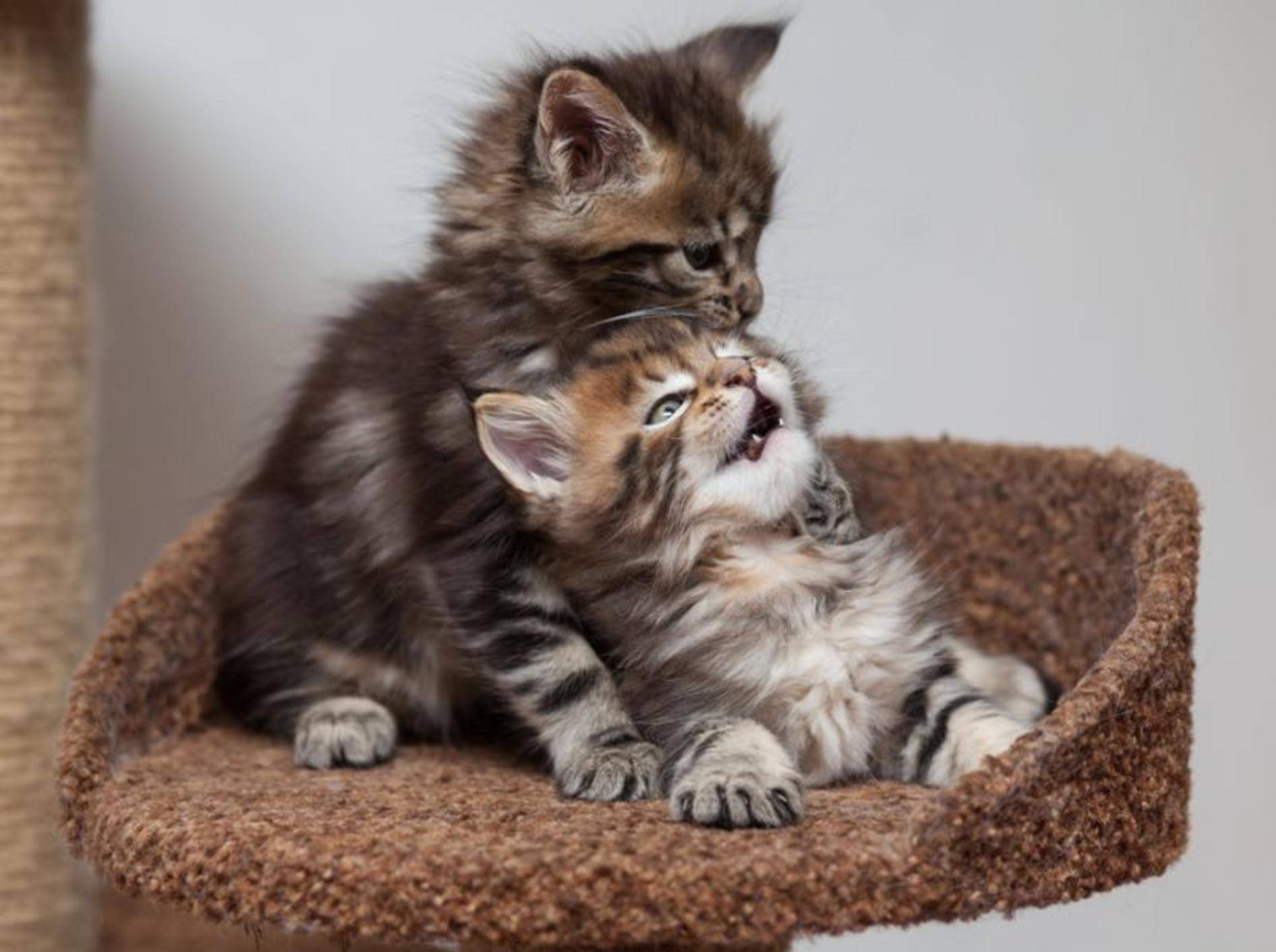 Maine Coon Kätzchen in ganz klein: Die muss man einfach lieb haben, oder? – Bild: Shutterstock / dkphoto24