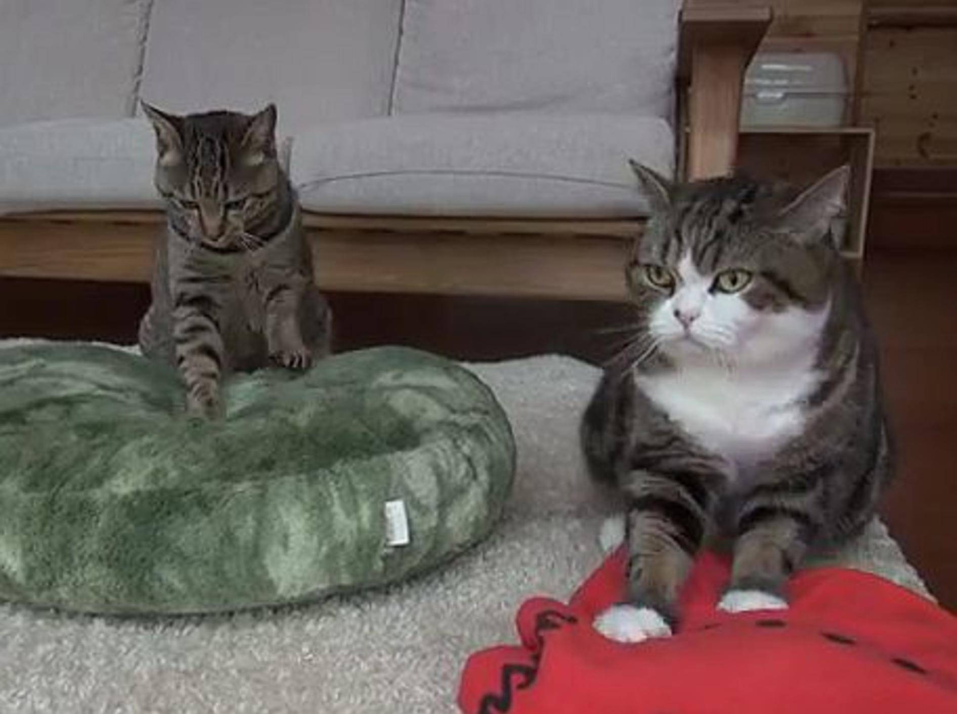 Maru und Hana sind die coolsten Katzenkumpel der Welt – Bild: Youtube / Funnycatsandnicefish