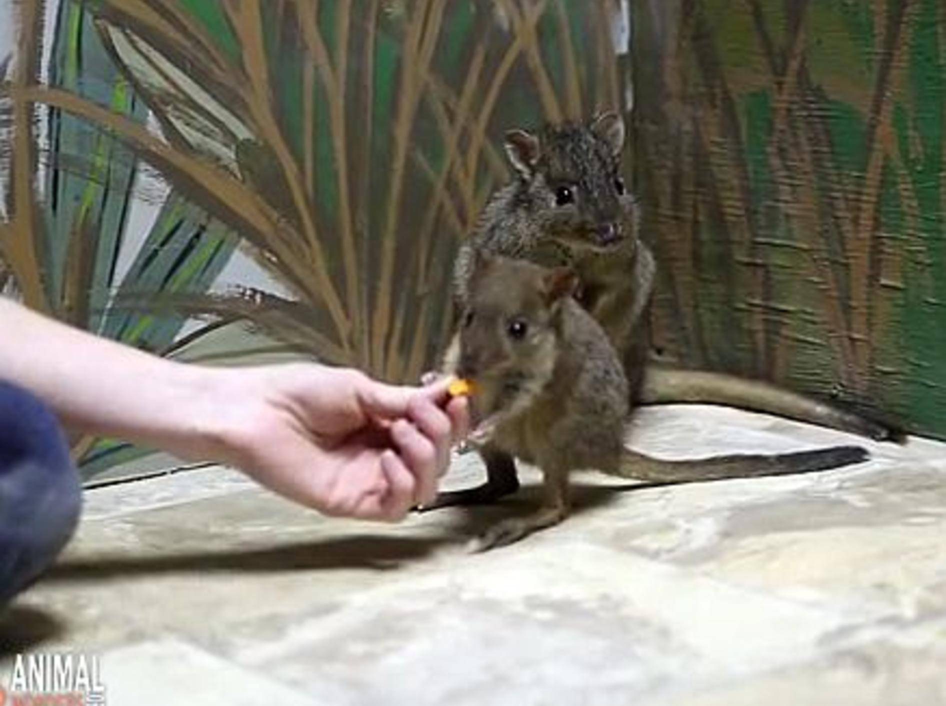 Mini-Kängurus: Huch, sind die klein! – Bild: Youtube / AnimalWonders Montana