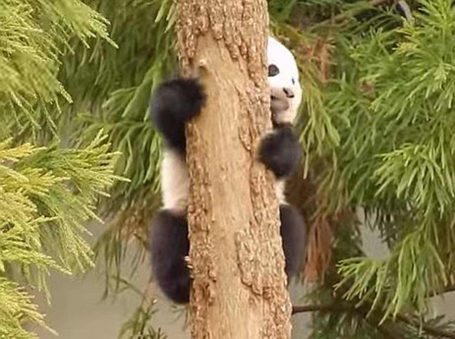 Pandababy Bao Bao auf Klettertour – Bild: Youtube / Pandemonium