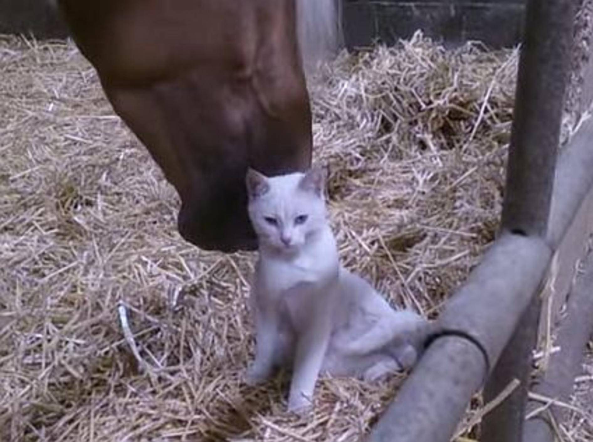 Süße Freunde: Pferd kuschelt mit Katze – Bild: Youtube / Vinz Barrachin