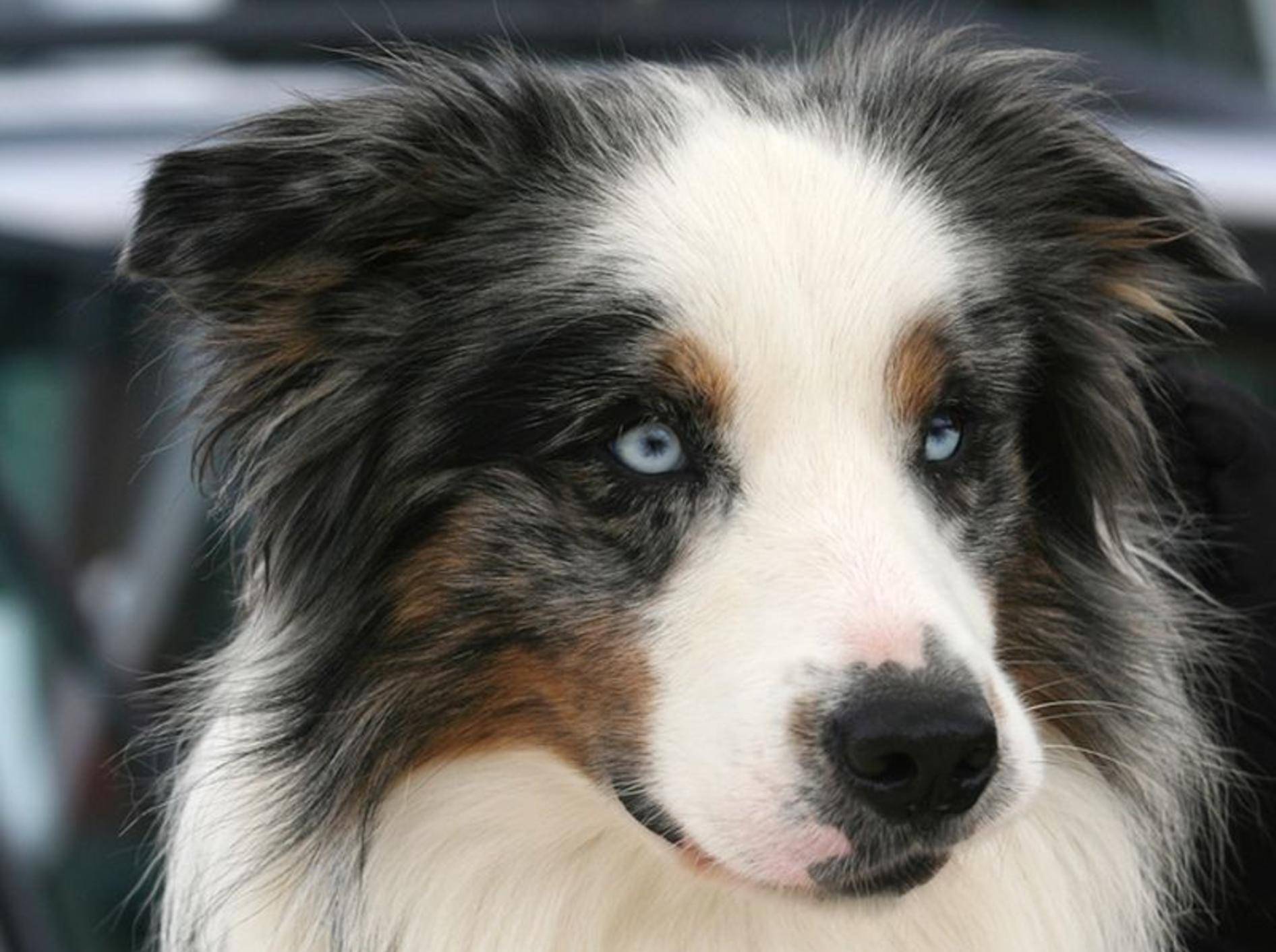 96+ Hunde Mit Blauen Augen Rasse Sjmswing