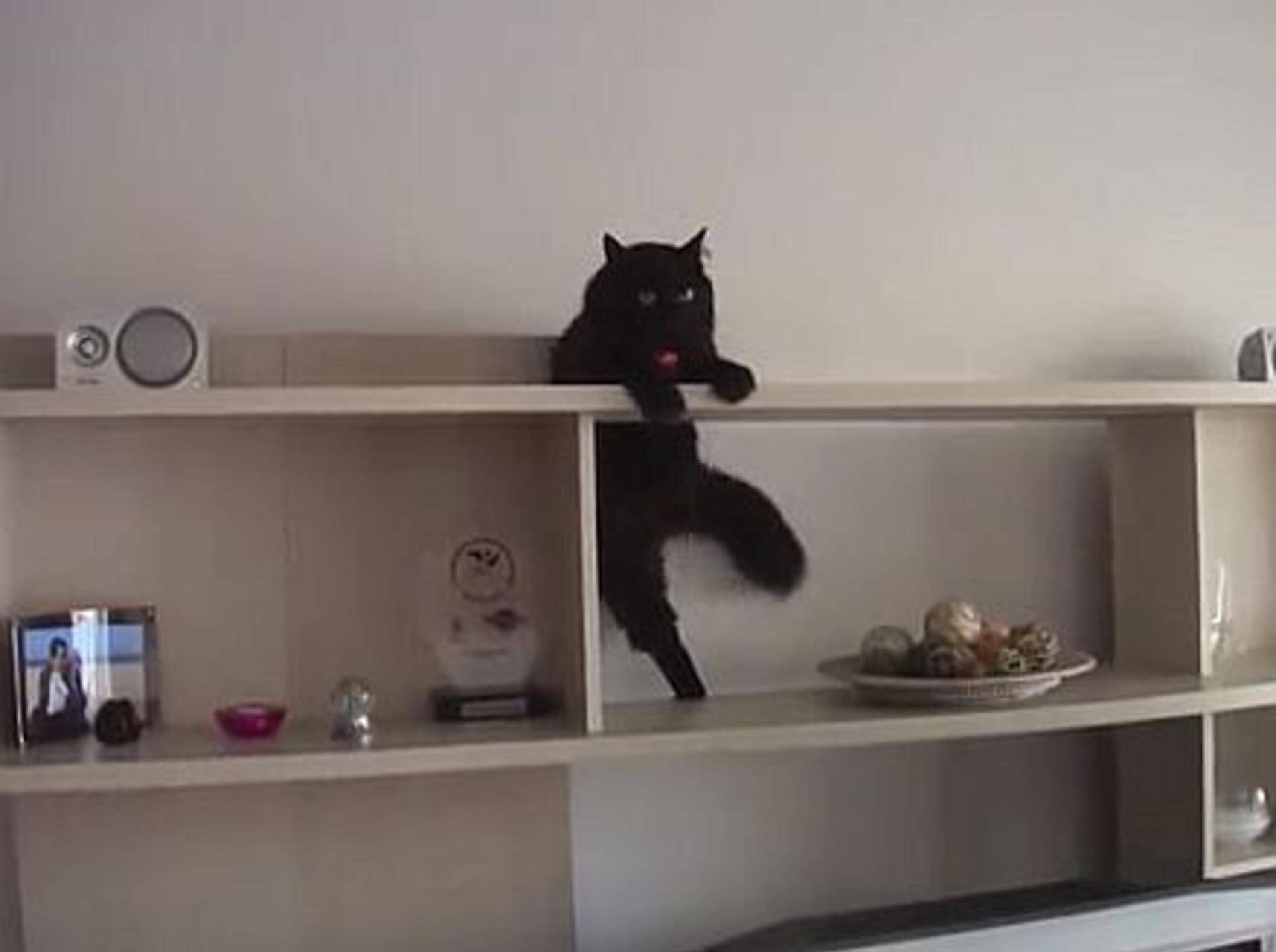 Sportliche Katze: Für meine Spielzeugmaus tu ich alles! – Bild: Youtube / Luiz Lavos