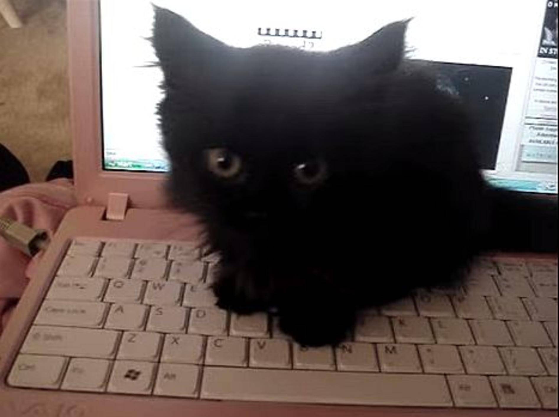 Katzenbaby Kirby schreibt ein paar E-Mails – Bild: Youtube / iheart84
