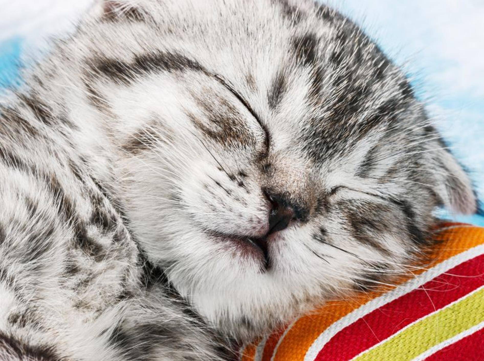Catnip- und Baldriankissen für Katzen – Bild:Shutterstock / OlegDoroshin