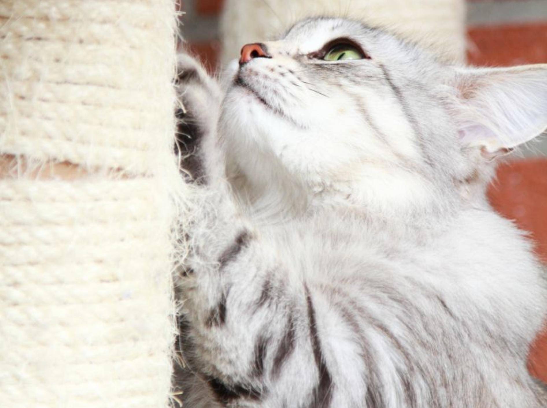 Die verspielte Sibirische Katze ist ein großer Kratzbaum-Fan – Bild: Shutterstock / Massimo Cattaneo