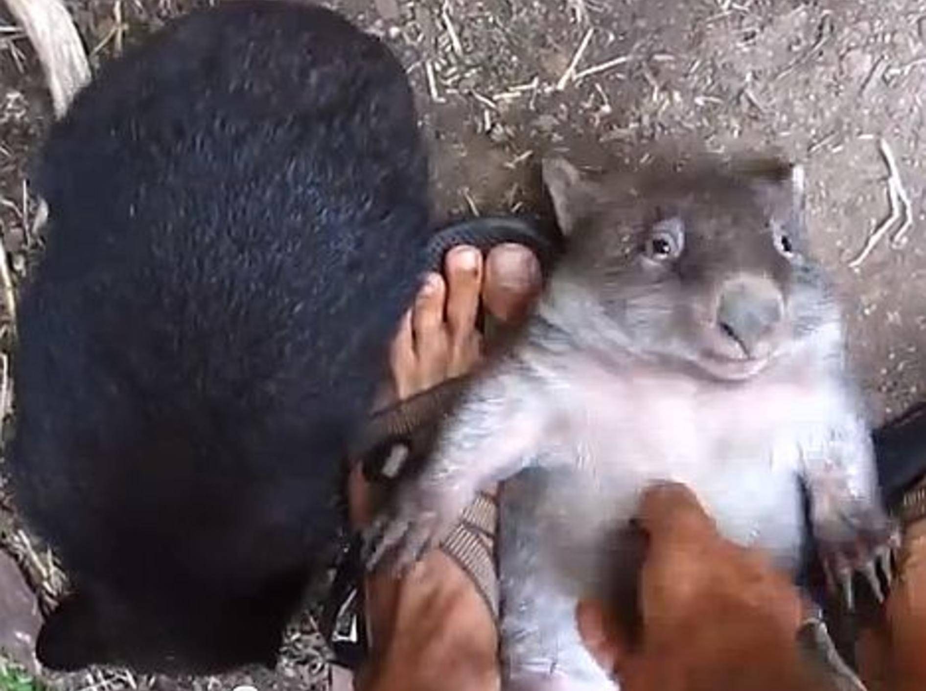 Spielzeit mit ein paar Baby-Wombats – Bild: Youtube / currenthought