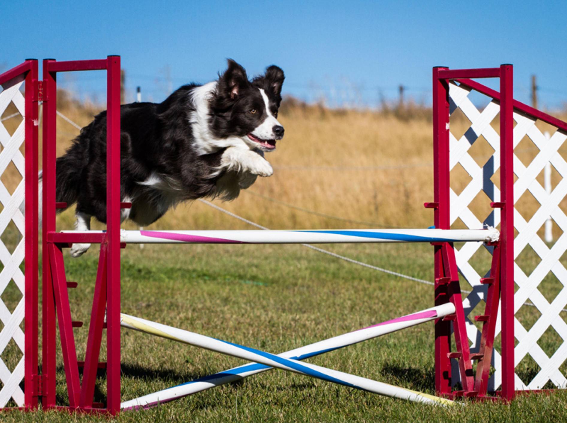 Agility in der Hunderschule oder lieber zu Hause? – Bild: Shutterstock / Lobstrosity