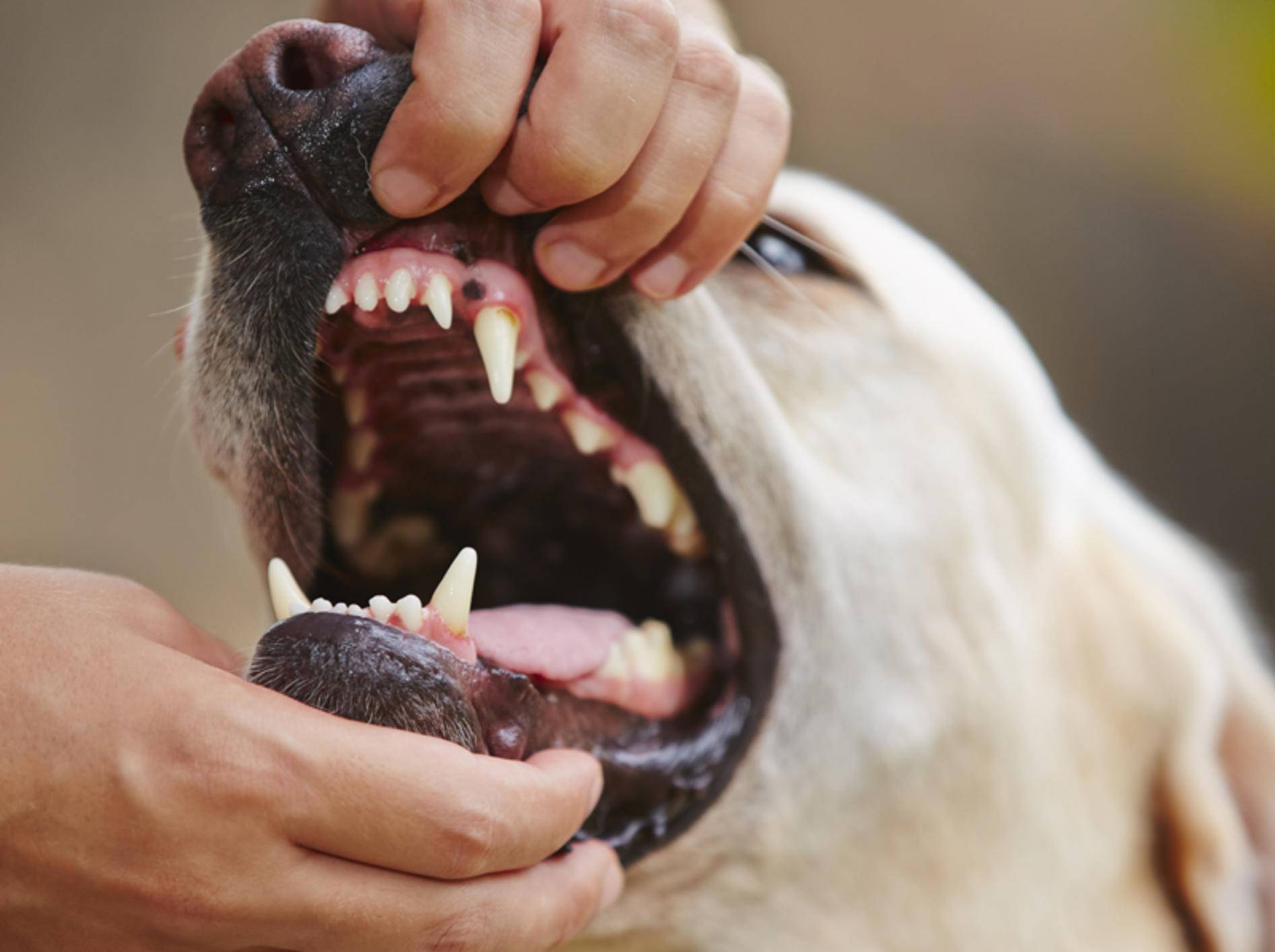 Zahnstein bei Hunden: Regelmäßige Kontrolle ist wichtig – Bild: Shutterstock / Jaromir Chalabala