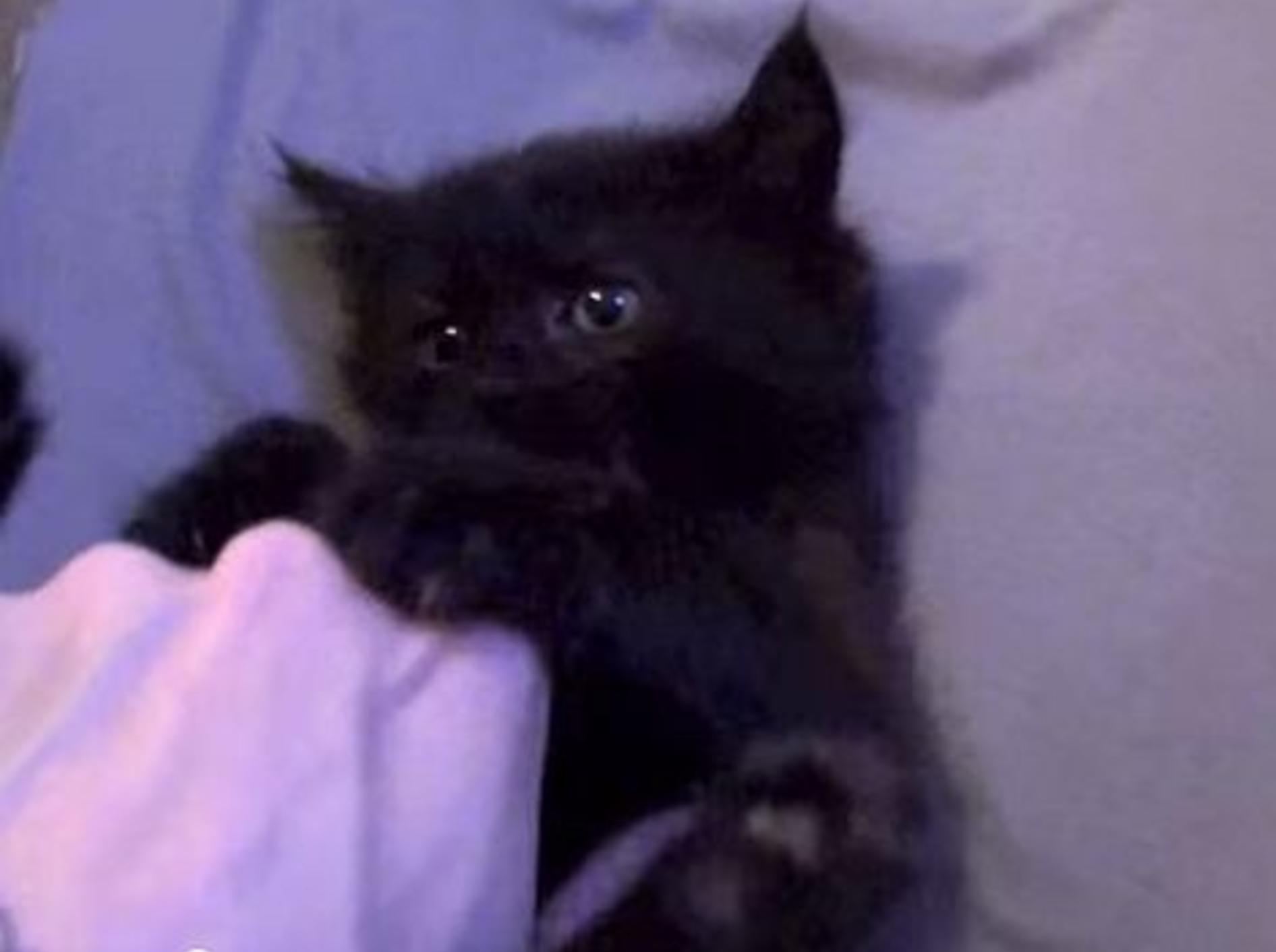 Schwarzes Babykätzchen wird gekitzelt – Bild: Youtube / Cole theBlackCat