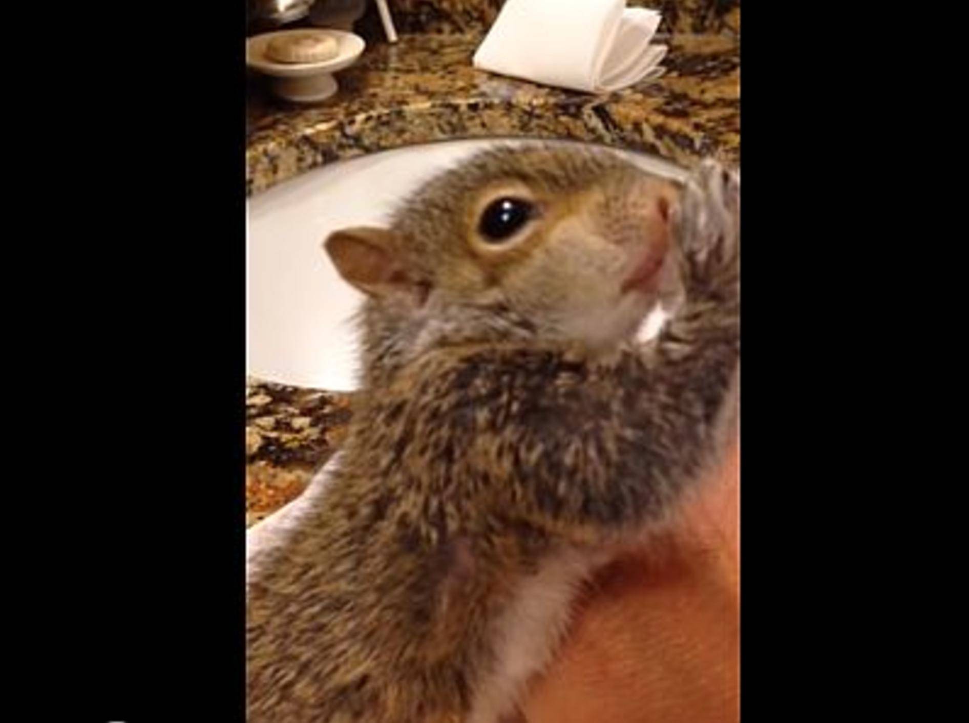 Ein Waisen-Hörnchen wird gefüttert – Bild: Youtube / Judy's Animal Channel