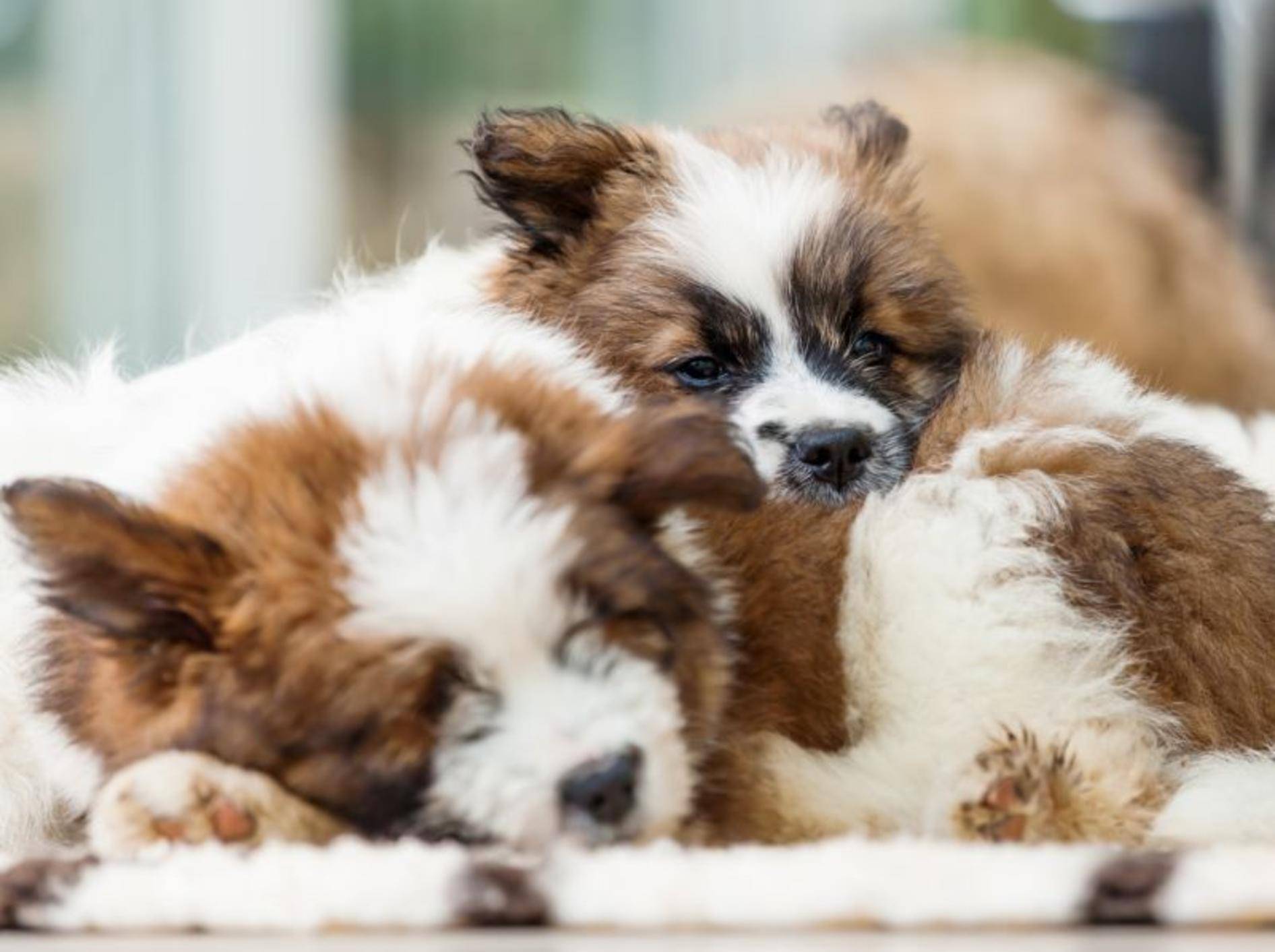 Der Elo ist ein schöner Hund mit einem feinen Charakter – Bild: Shutterstock / Christian Mueller