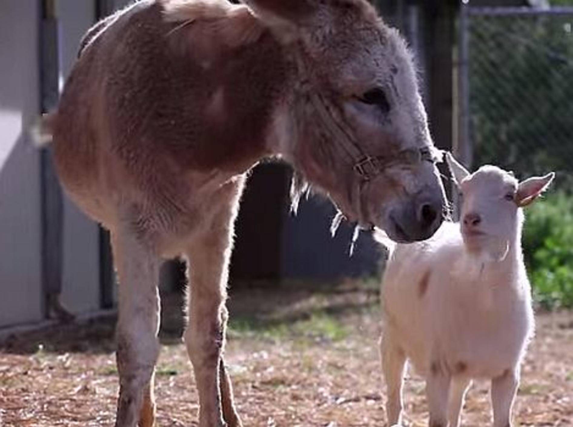 Ziege & Esel: Gute Freunde soll man nicht trennen! – Bild: Youtube / AnimalPlace