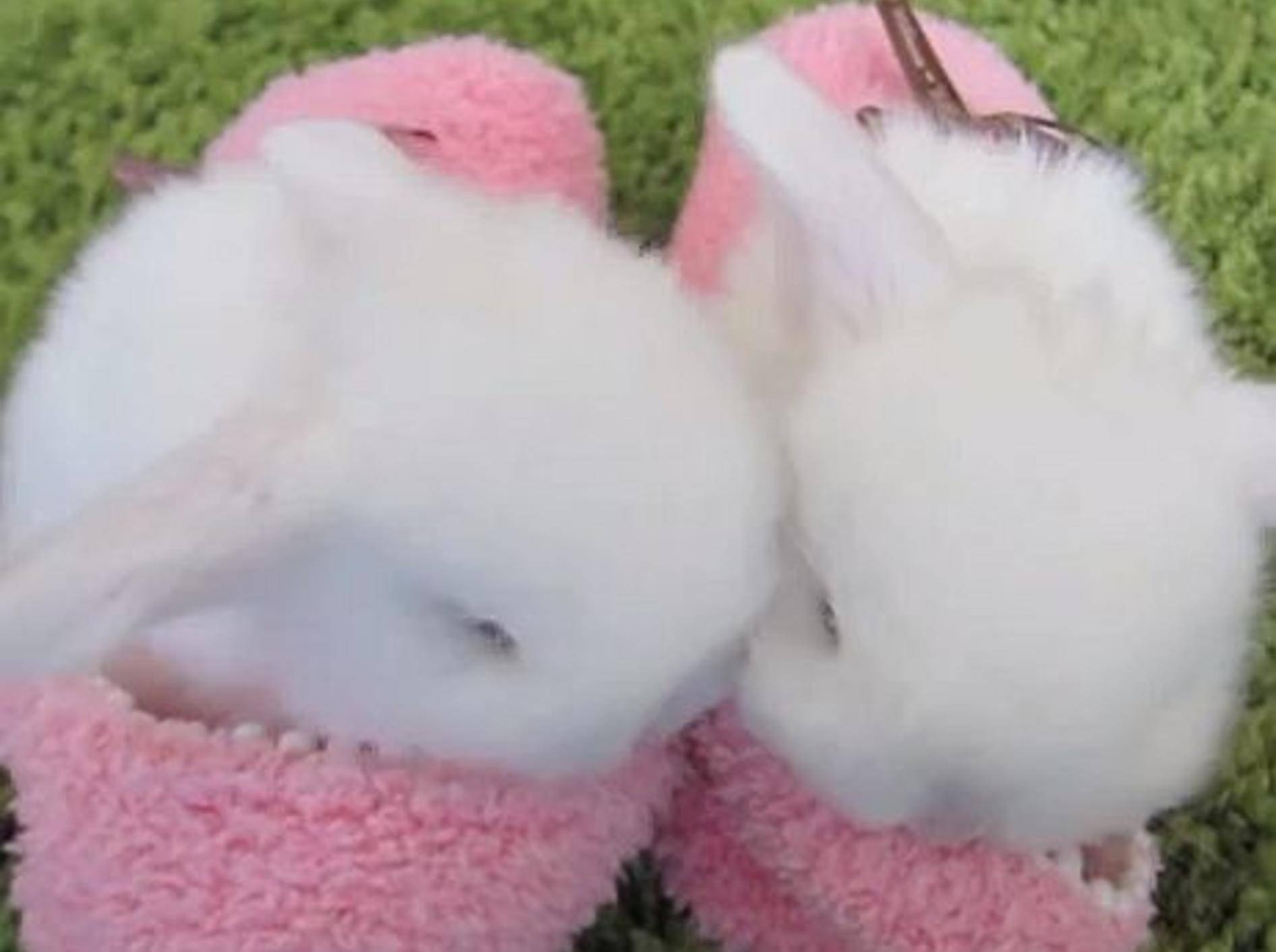 Zwei Hasenbabys präsentieren ihren Lieblingskuschelplatz – Bild: Youtube / mybbbunny