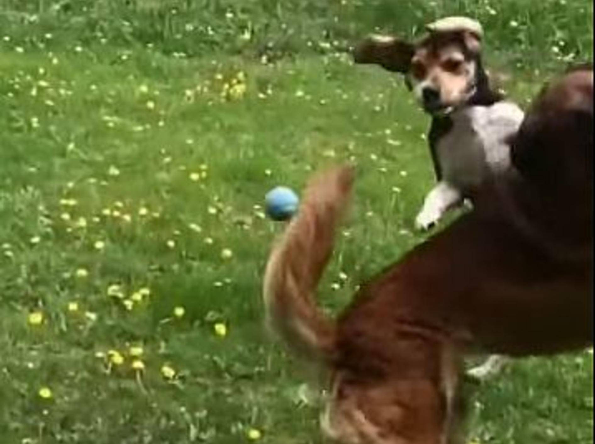 Hundekumpels präsentieren: Ballspielen für Anfänger – Bild: Youtube / unperfect97