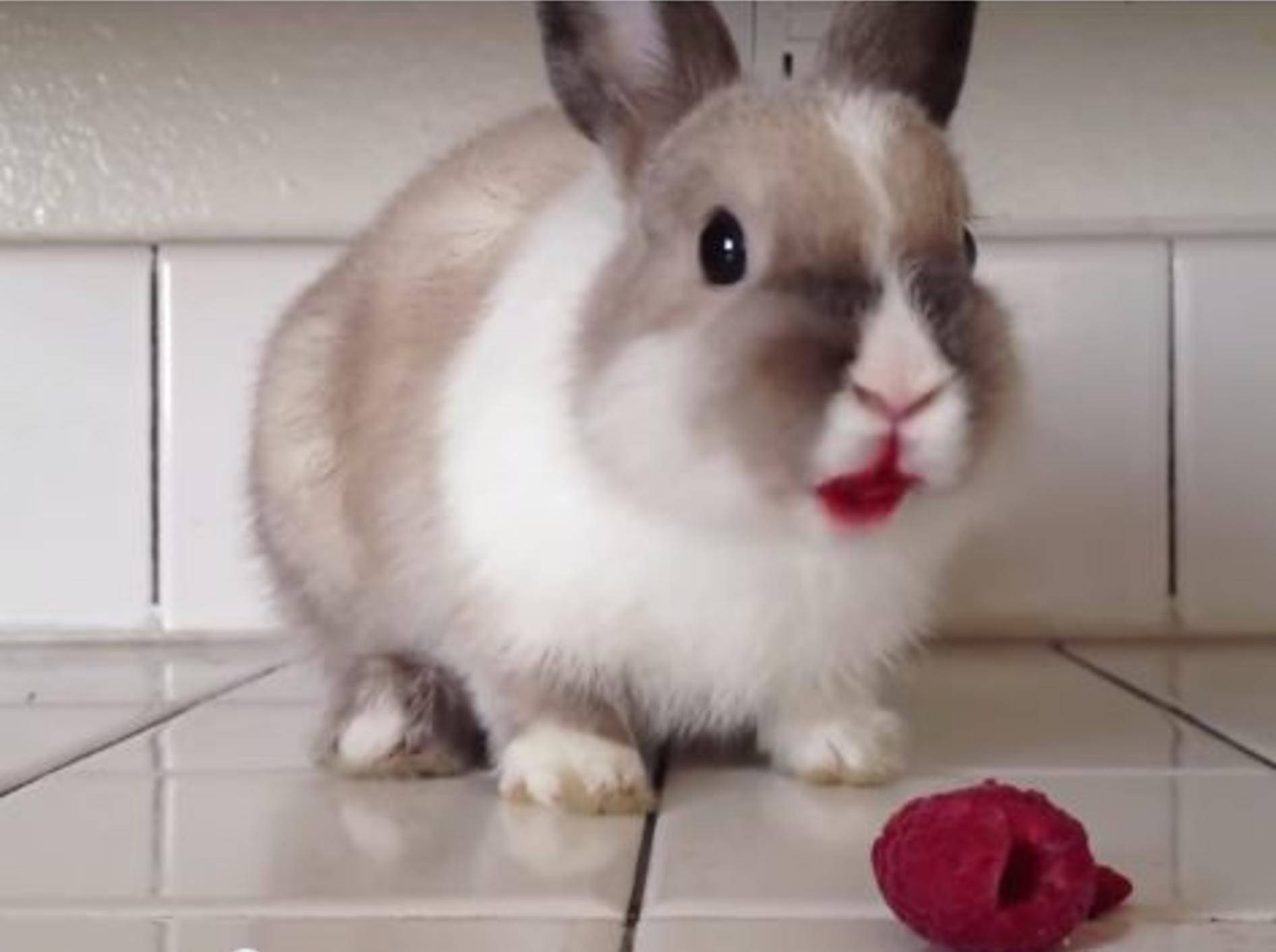 Süßes Kaninchen: "Oh lecker, Himbeeren!!!" – Bild: Youtube / 929 The Bull TV