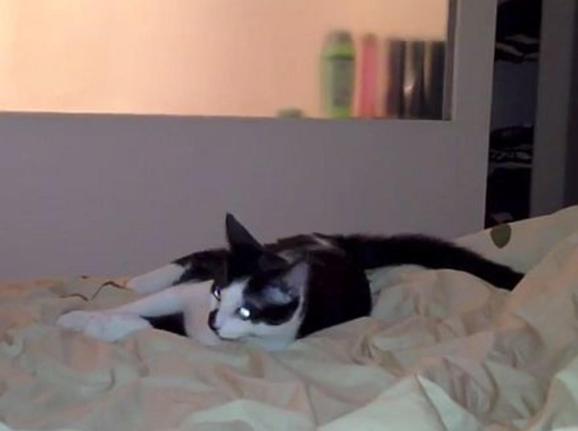 Wenn Katzenbesitzer versuchen zu schlafen ... – Bild: Youtube / Sho Ko