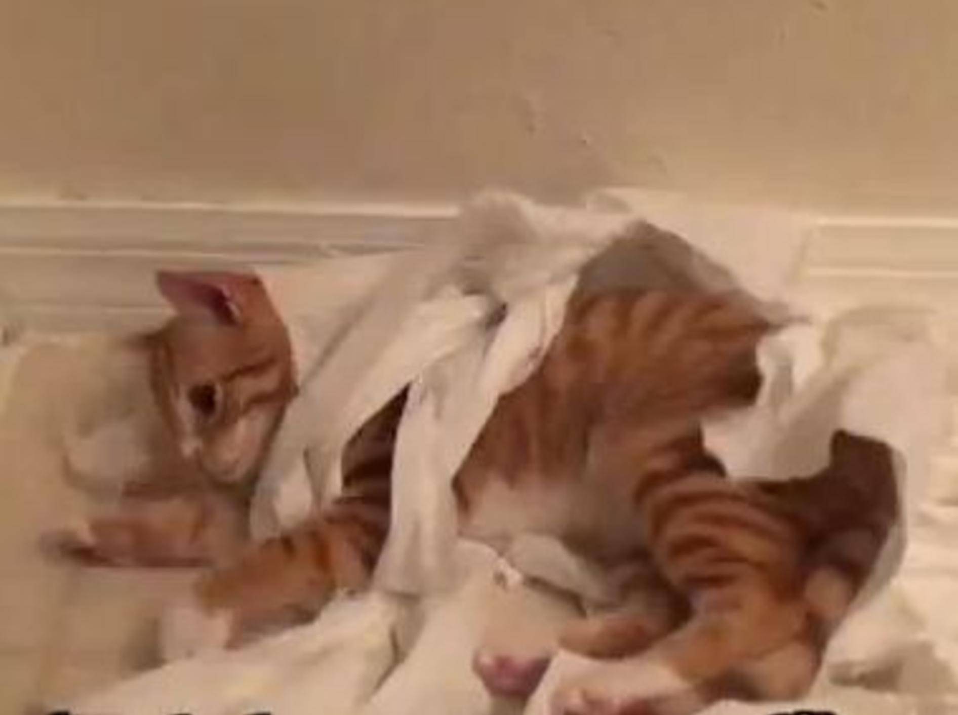 Badezimmer-Spielspaß mit Kätzchen Marmalade – Bild: Youtube / Cole theBlackCat