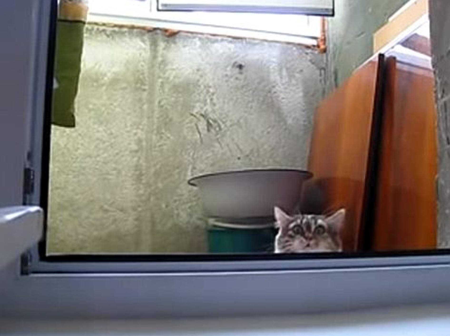 Diesem Katzenspion entgeht nichts! – Bild: Youtube / spederson7