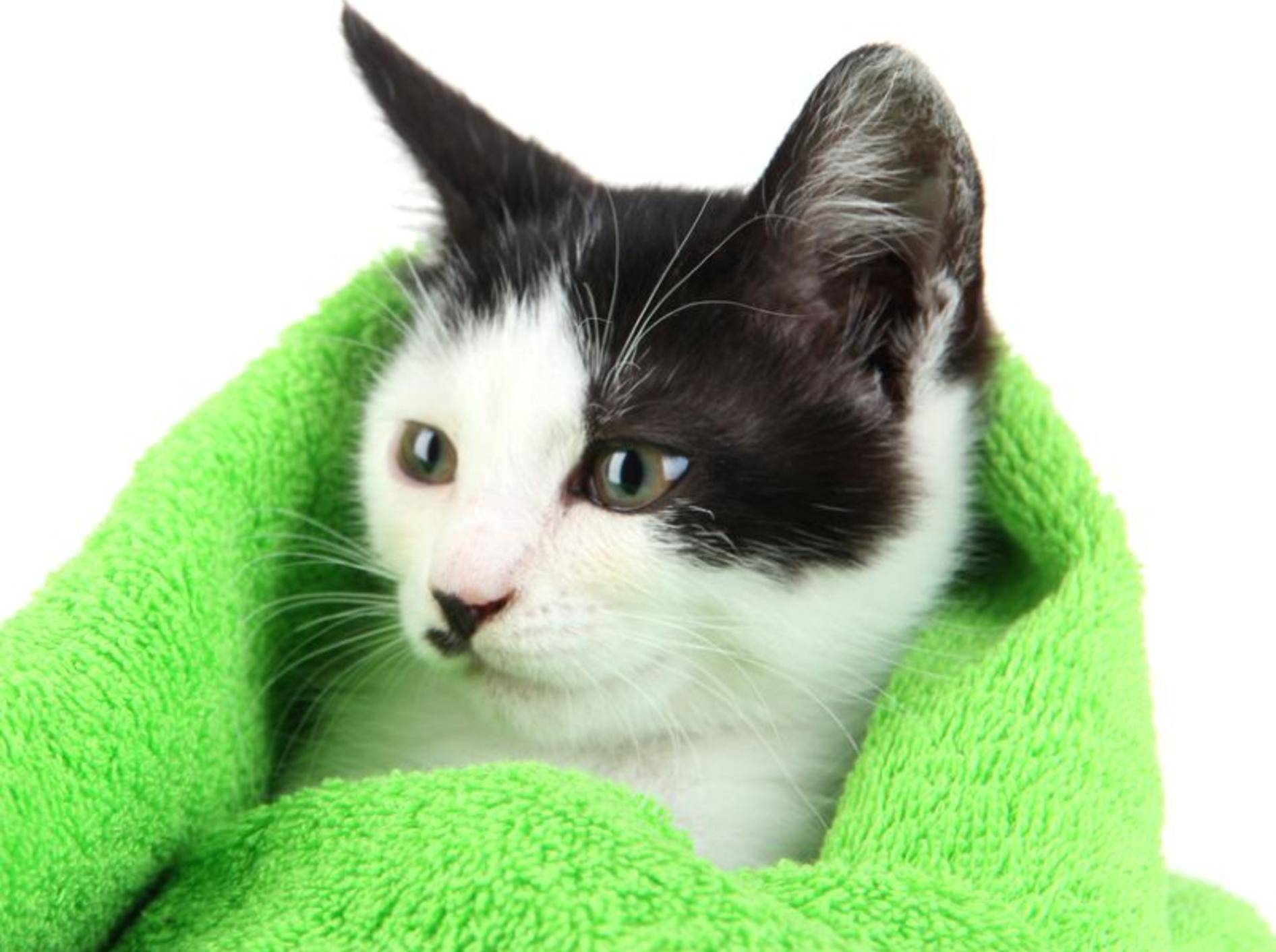 Nach dem Baden gibt es für die Katze ein warmes Handtuch und eine Belohnung – Bild: Shutterstock / Africa Studio