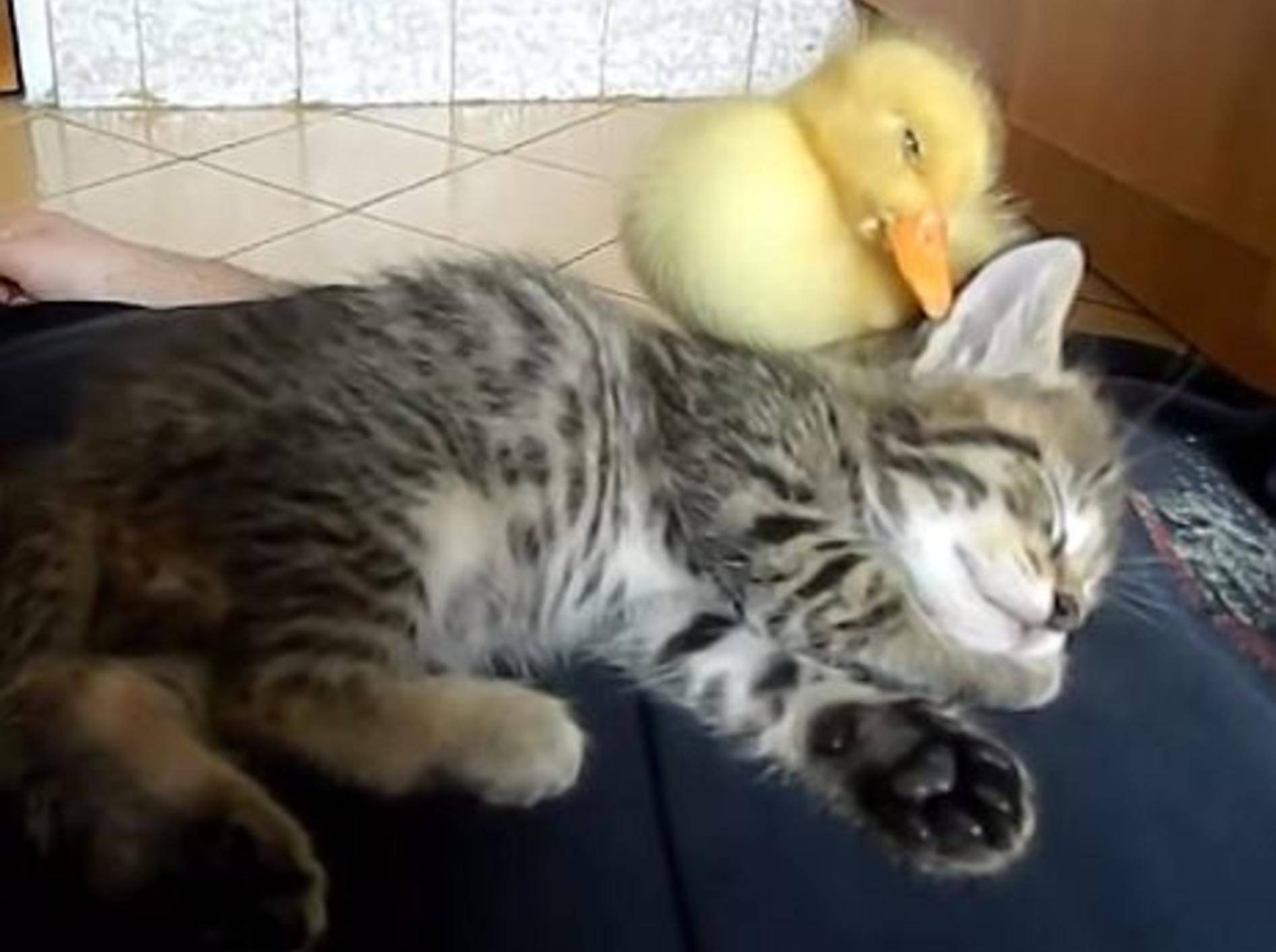 Katzenbaby und Küken machen ein Mittagschläfchen – Bild: Youtube / mihaifrancu