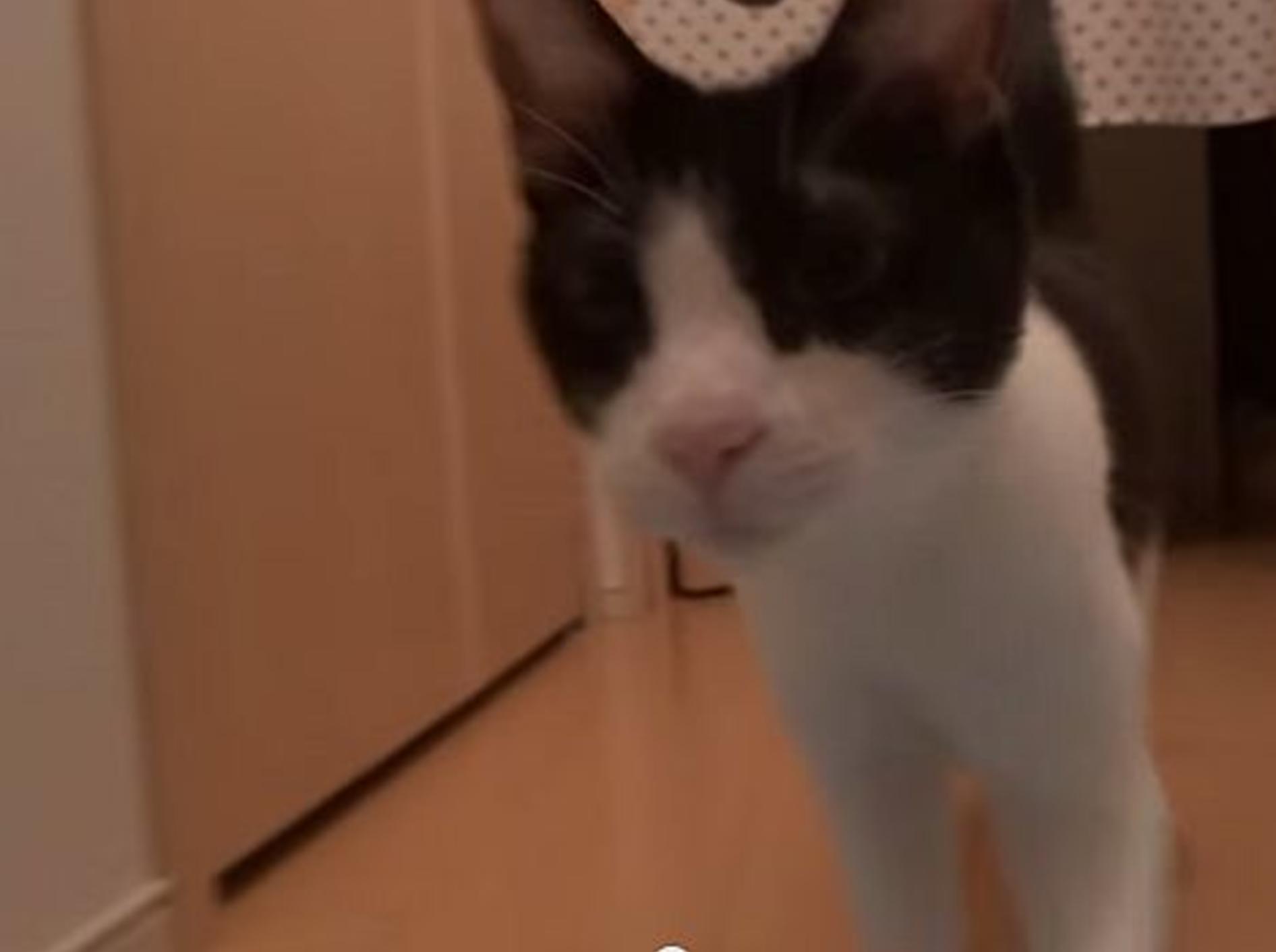 Herzliche Katze freut sich auf ihre Besitzer – Bild: Youtube / inthelife