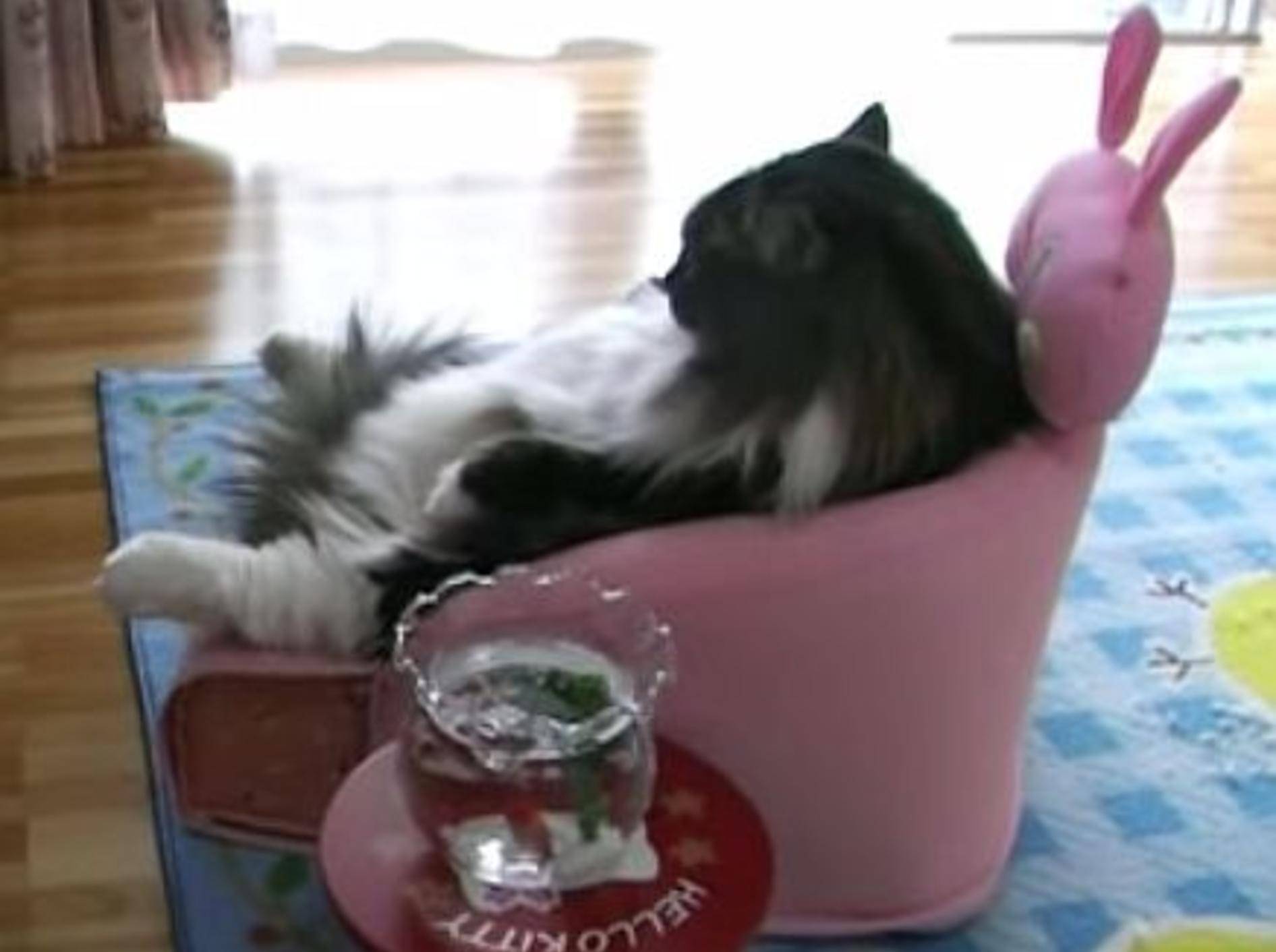 Gemütliche Katze hat ihren eigenen Fernsehsessel – Bild: Youtube / nyanko papipapi