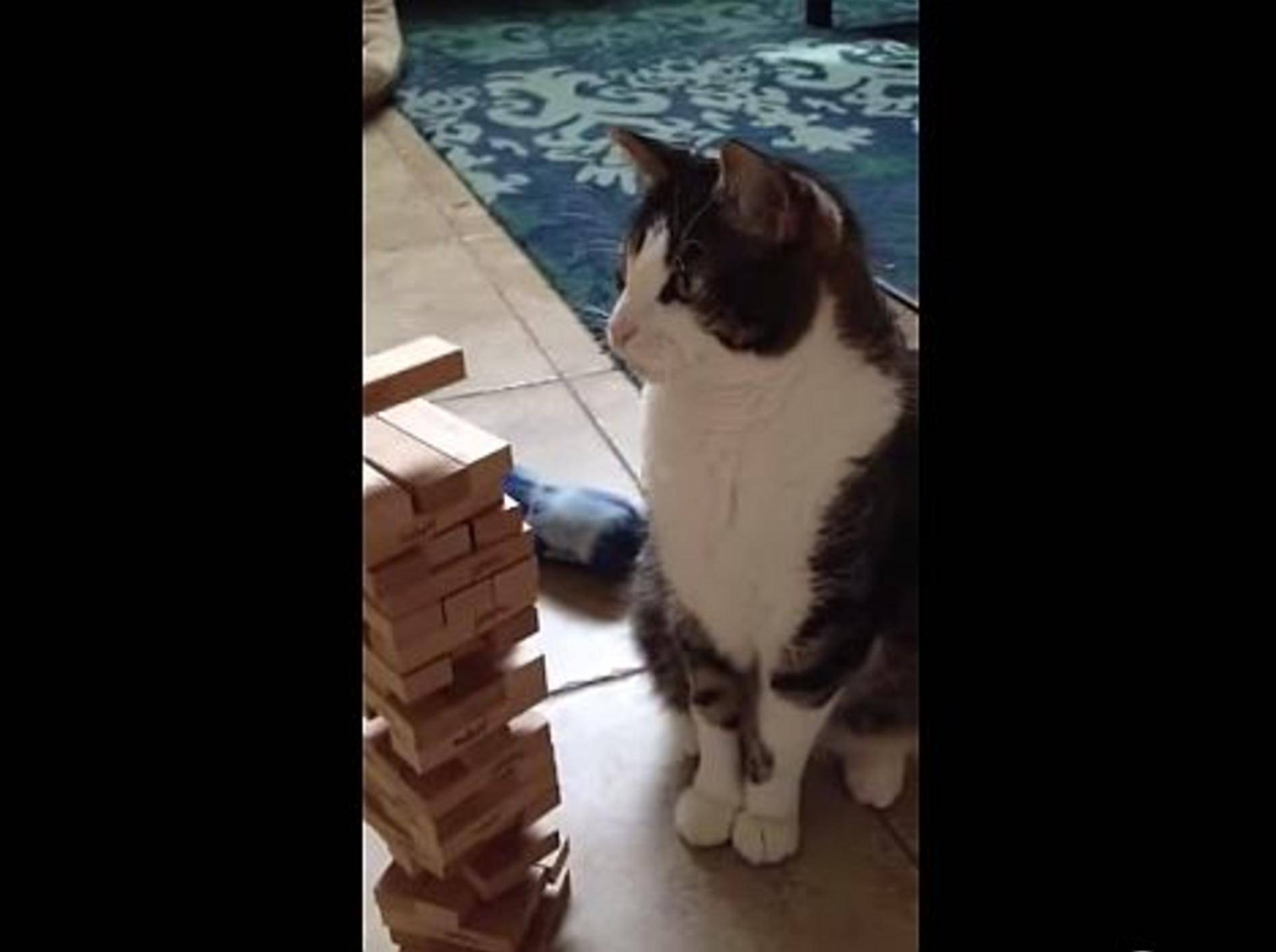 Kleines Jenga-Spiel mit einer Katze – Bild: Youtube / Alan Palesko