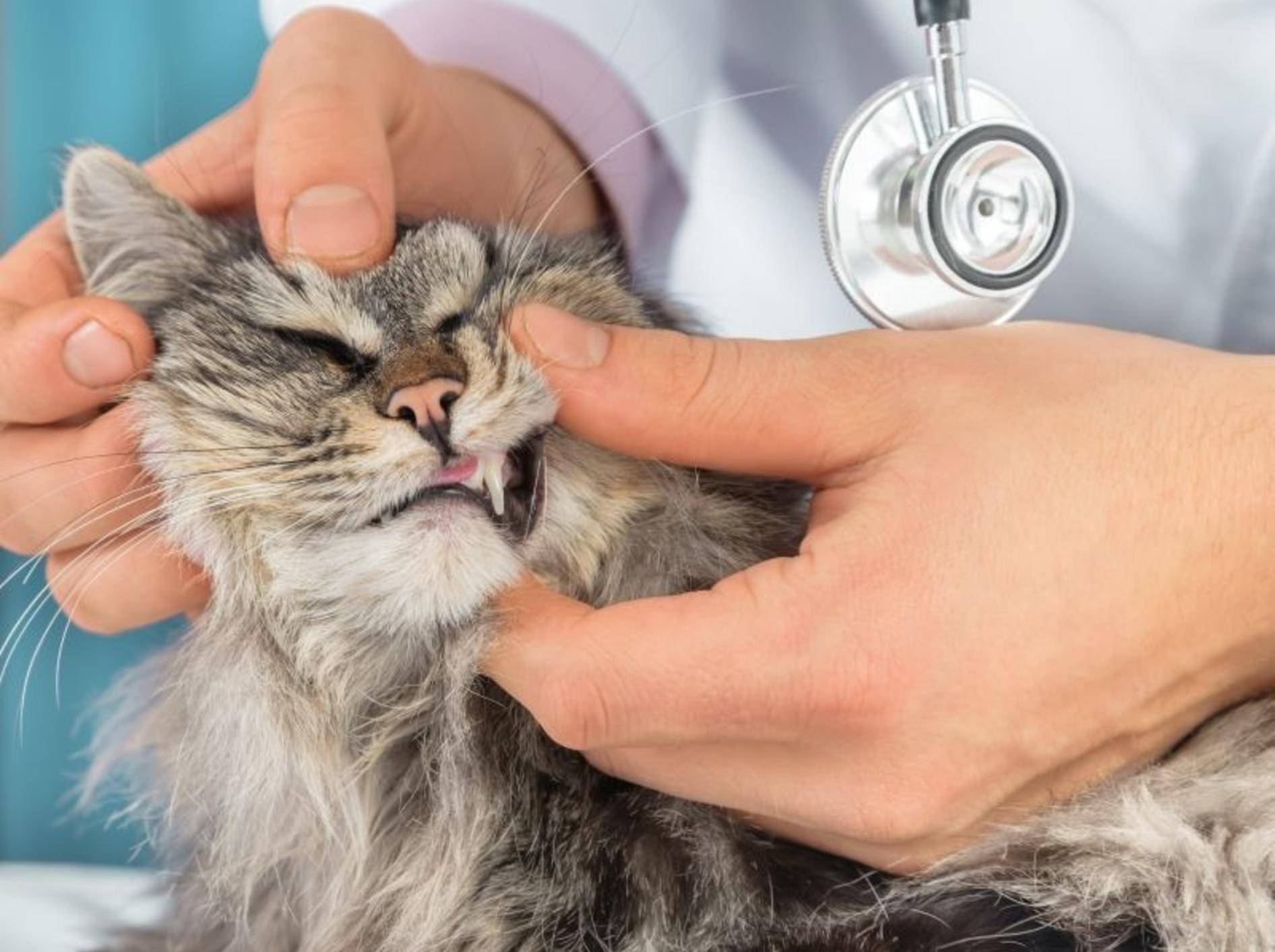 Zur guten Zahnpflege bei Katzen gehört auch regelmäßige Tierarztkontrolle – Bild: Shutterstock / Poprotskiy Alexey