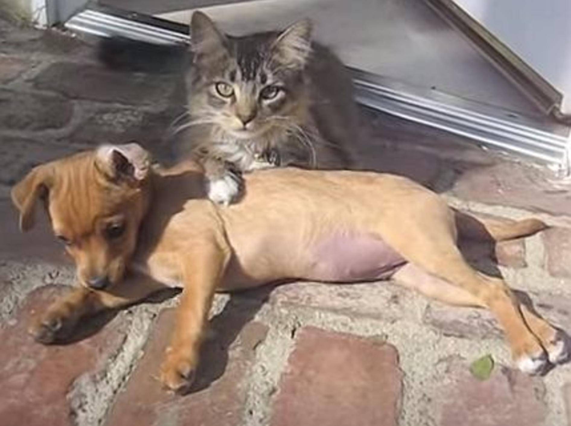 Katze und Hund: So schön ist Freundschaft – Bild: Youtube / ekibrick