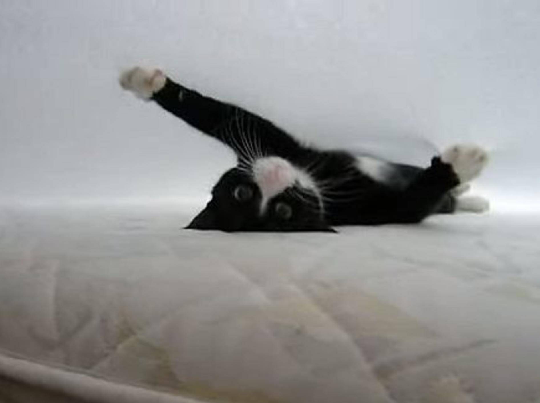 Typisch Katze: Die Sache mit dem Bettlaken – Bild: Youtube / gorangoran