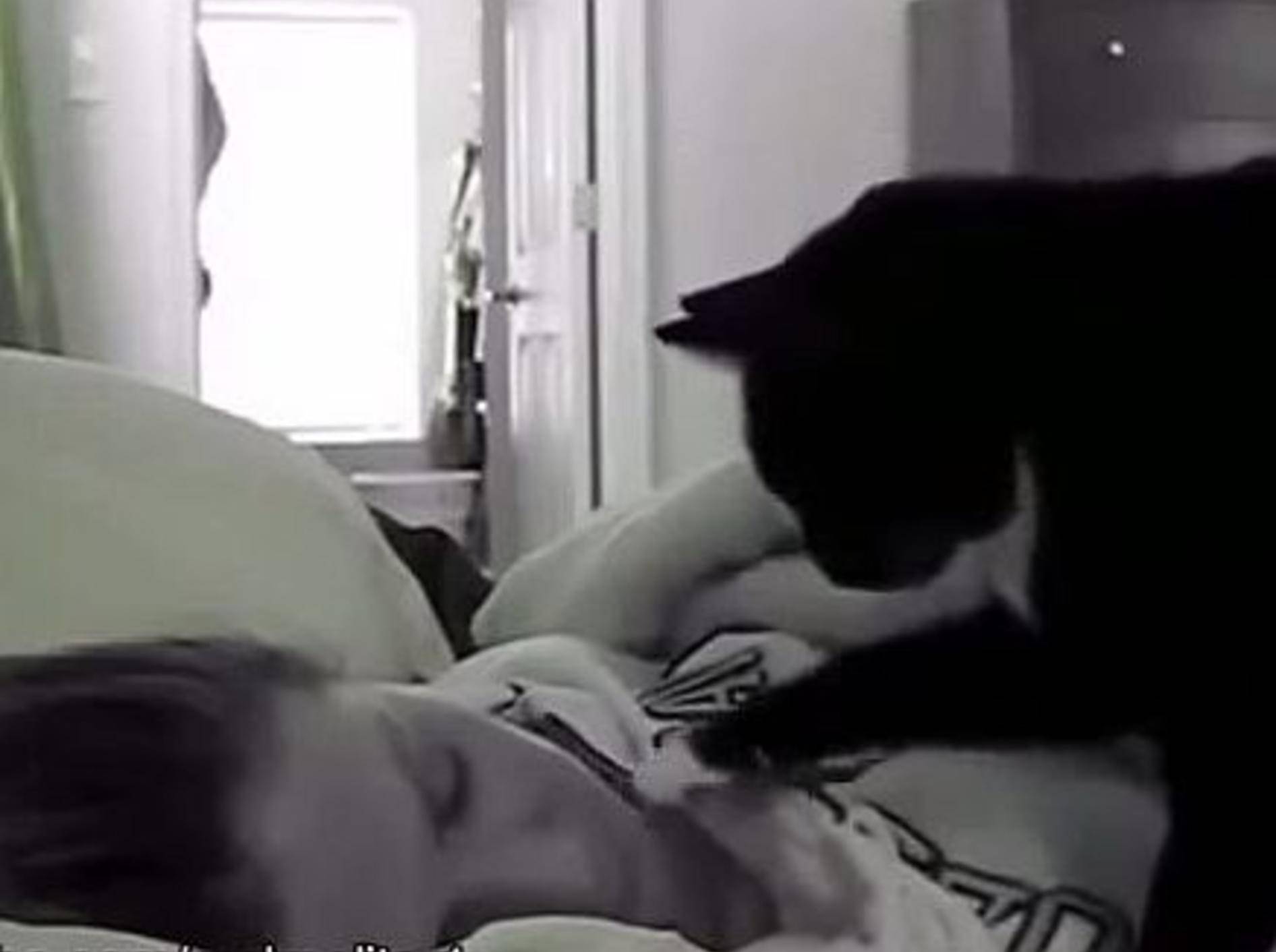 Katzen sind die besten Wecker! – Bild: Youtube / funny