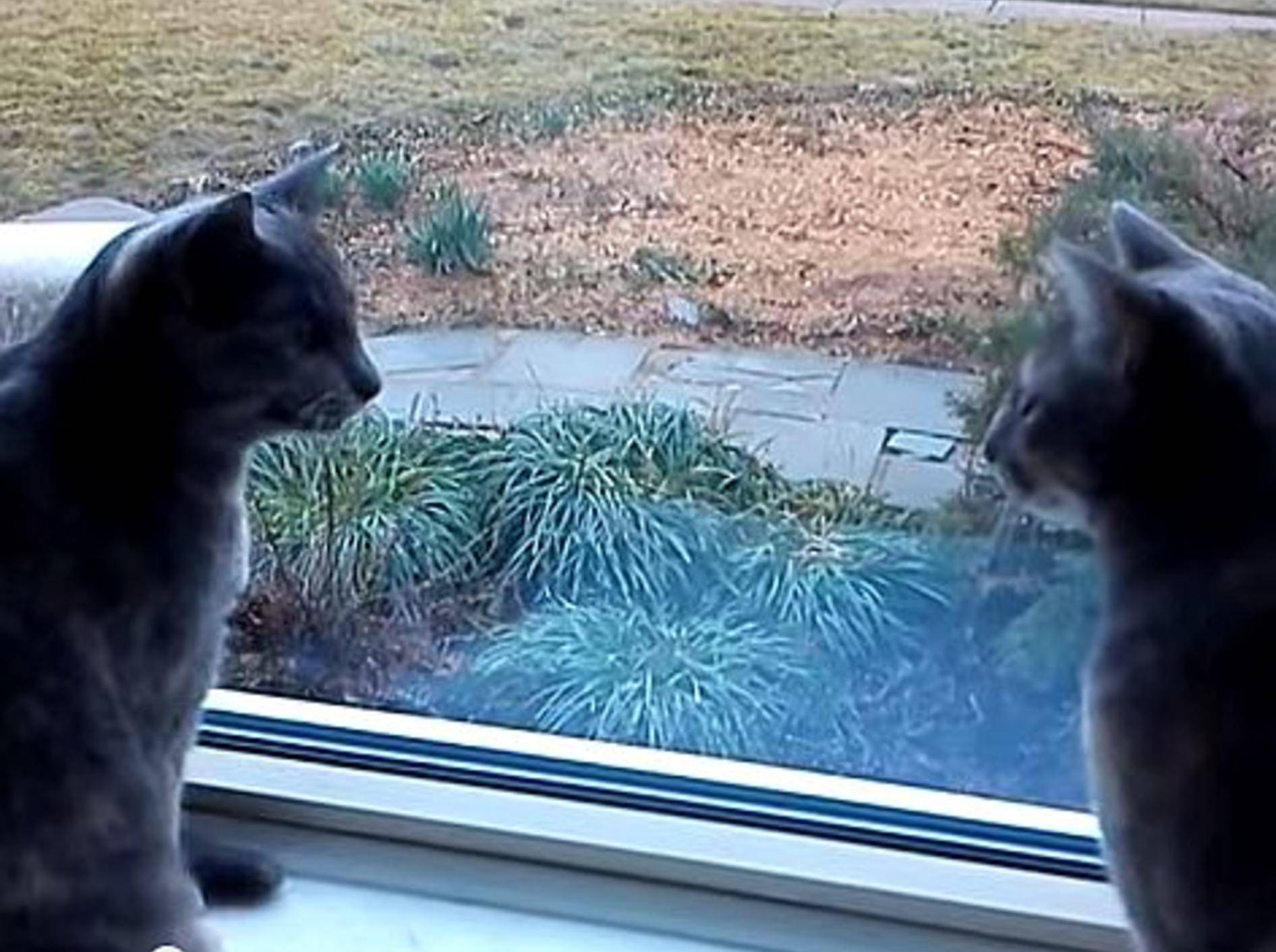 Worüber diese zwei Katzen sich wohl unterhalten? – Bild: Youtube / TeleporterDown