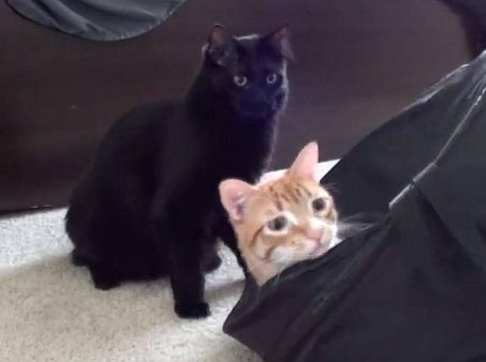 Zwei Katzen helfen beim Waschtag – Bild: Youtube / Cole theBlackCat