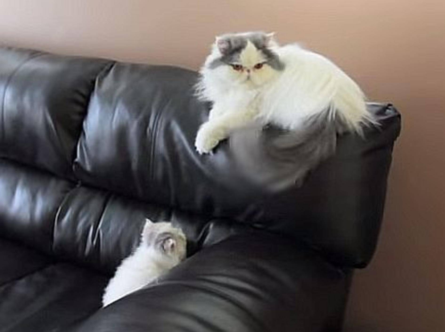 Kitten Marshmallow will spielen – Bild: Youtube / sweetfurx4