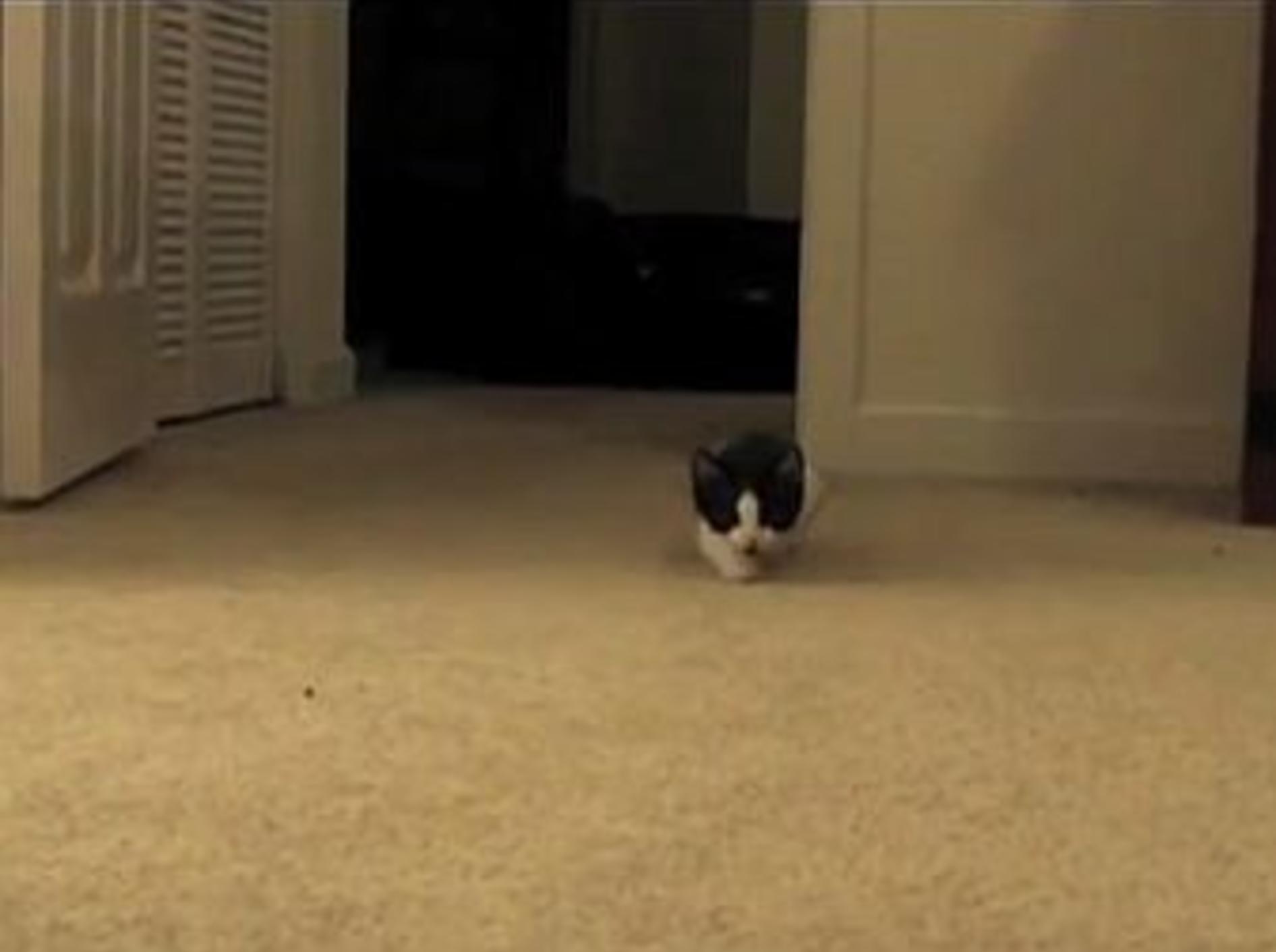 Die süßeste kleine Ninja-Katze der Welt – Bild: Youtube / iarecutekitteh
