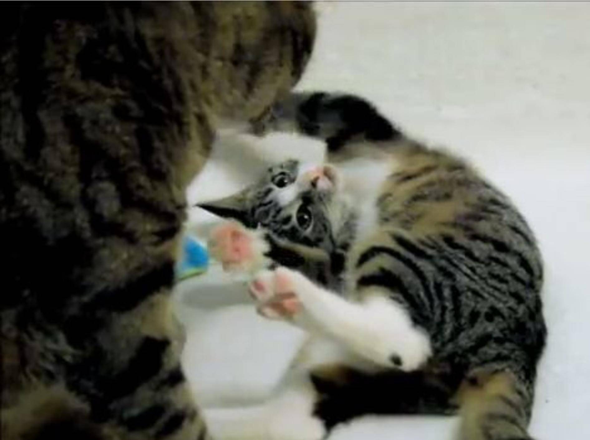 Warum man Katzen einfach lieben muss ... – Bild: Youtube / Krzysztof Smejlis