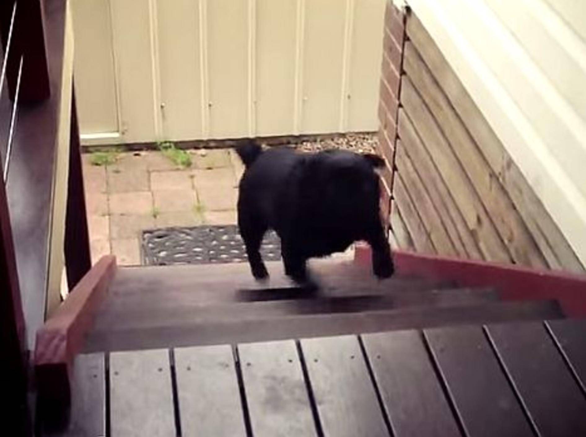 Ein Mops hopst die Treppen rauf – Bild: Youtube / Peter Meme