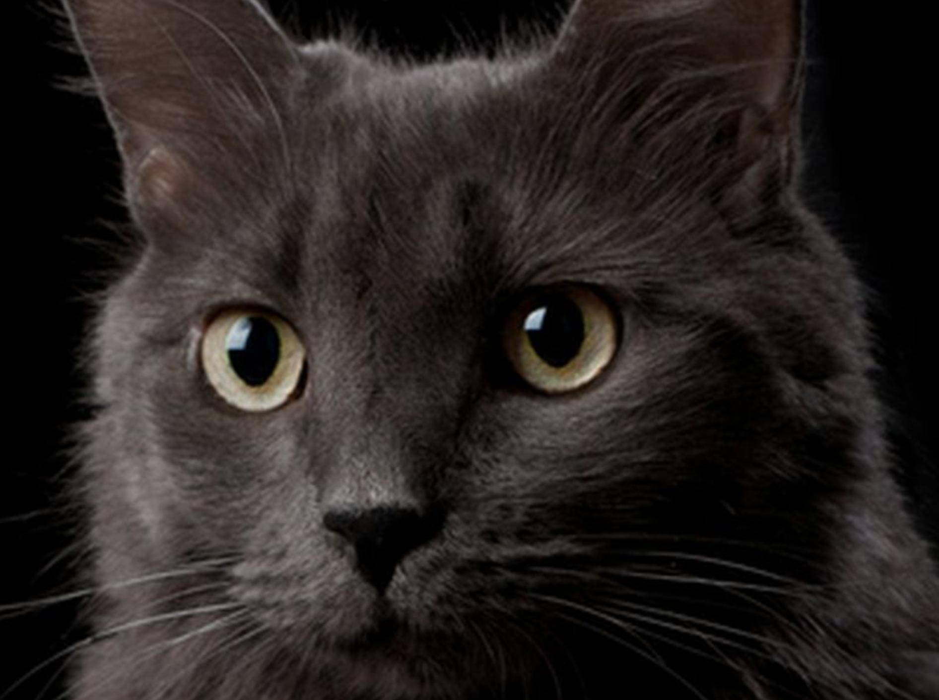 Die Nebelung Katze liebt ihr Zuhause ruhig und gemütlich – Bild: Shutterstock / Katrina Elena