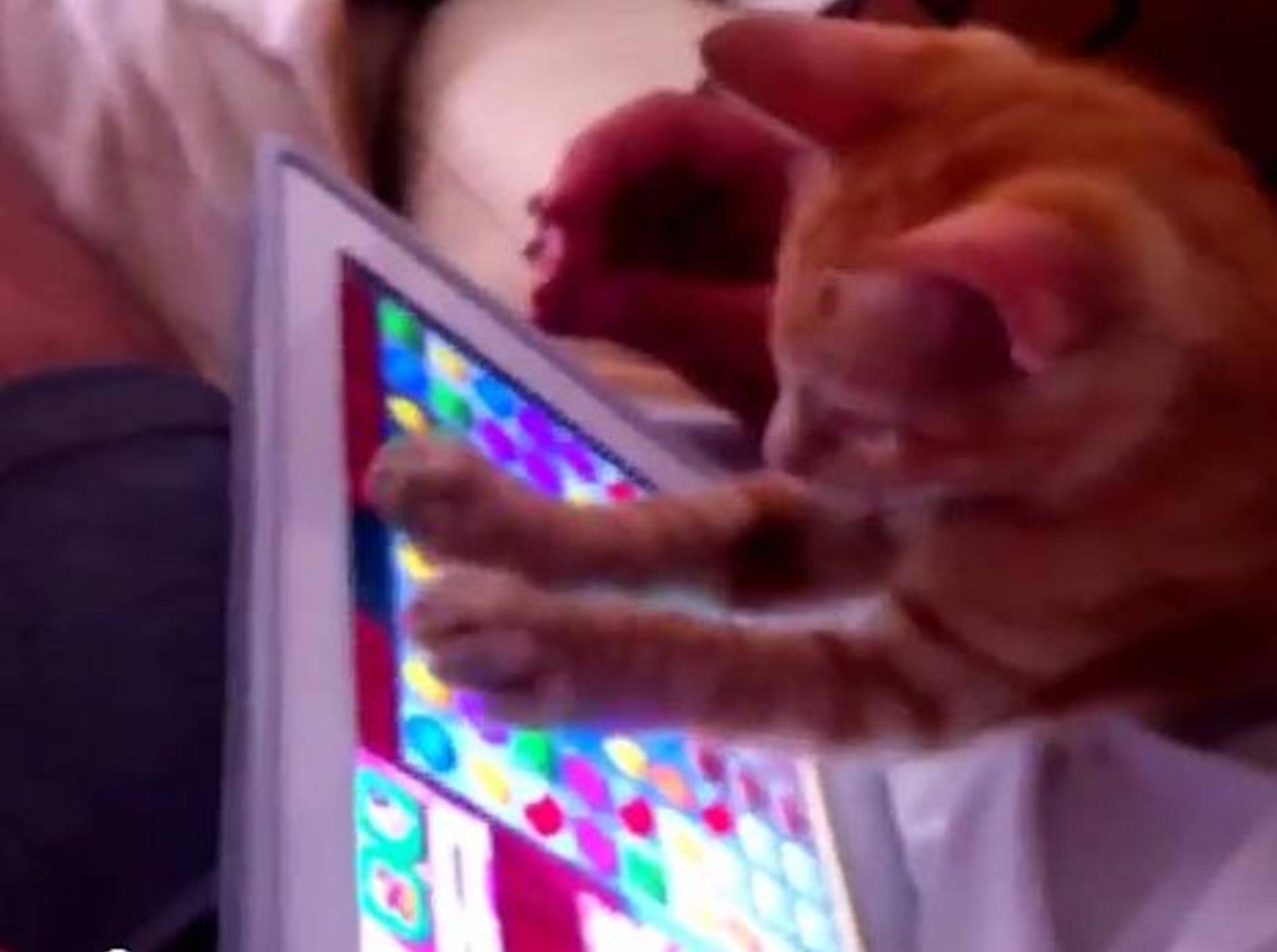 Auch Katzen spielen gerne "Candy Crush" – Bild: Youtube / Fabulous Mr. Pug