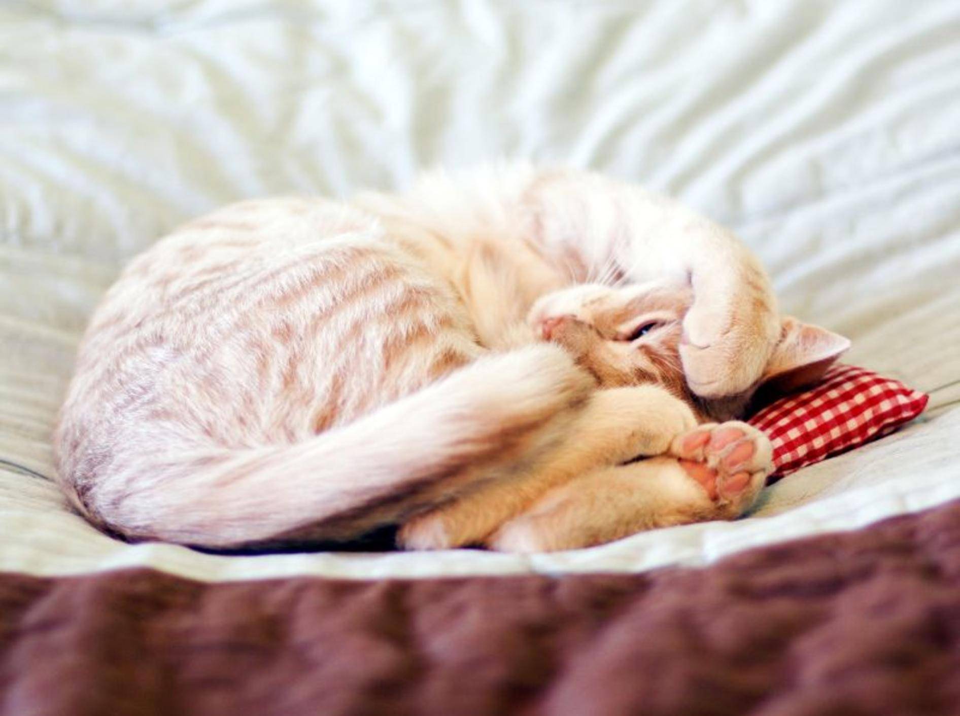 Träumen, kuscheln, schlafen: Katzen lieben es gemütlich – Bild: Shutterstock / MaxyM