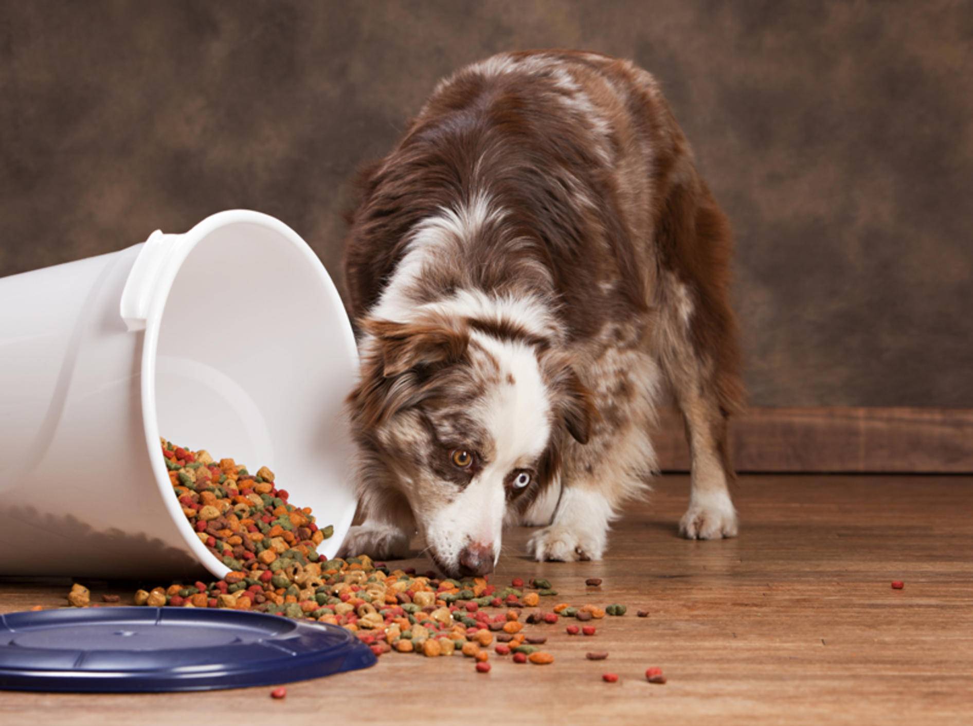 Knoblauch für Hunde – eine gute Idee? – Bild: Shutterstock / Michelle D. Milliman